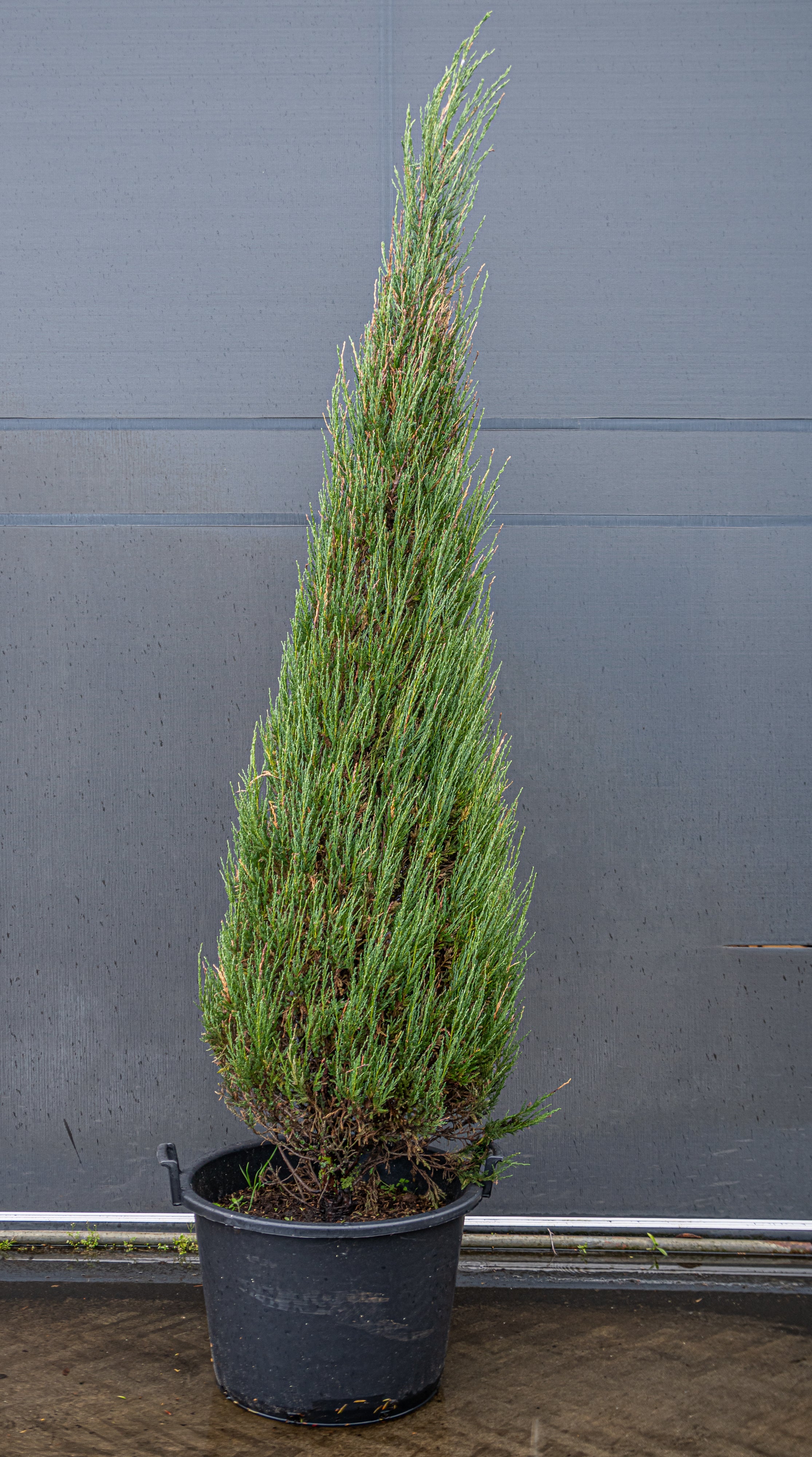 Juniperus