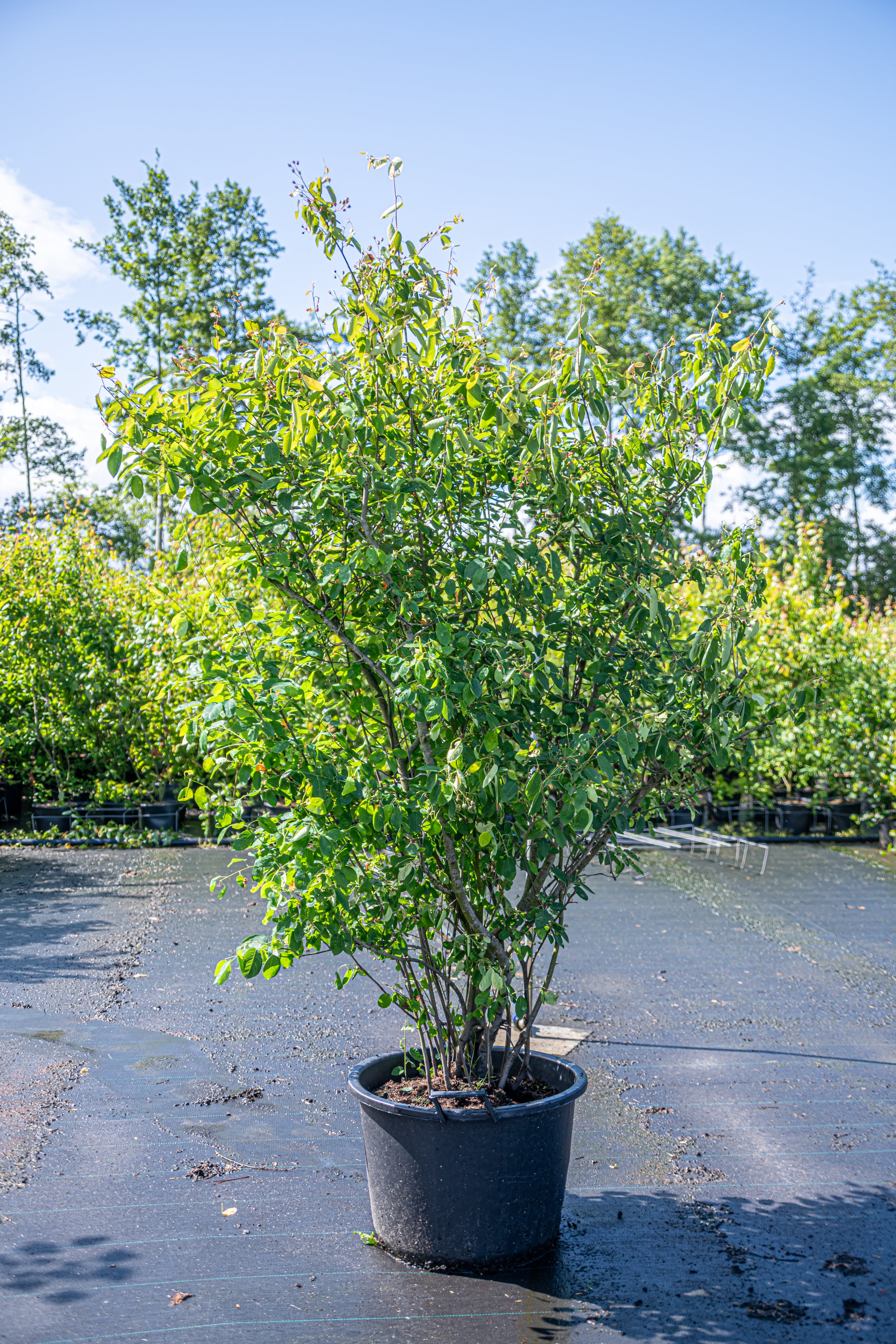 Krentenboom in pot- Amelanchier lamarckii