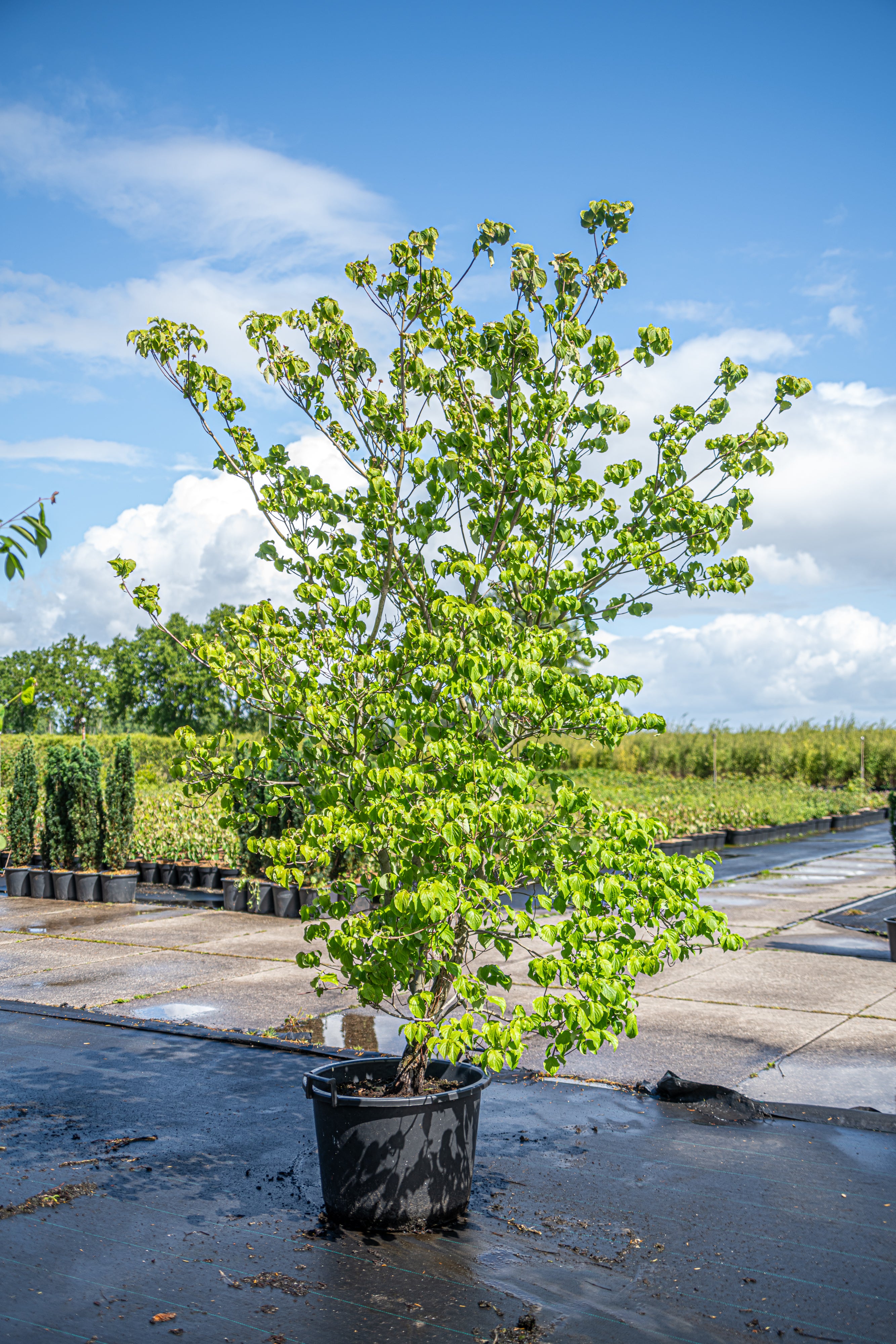 Amerikaanse kornoelje in pot- Cornus Florida
