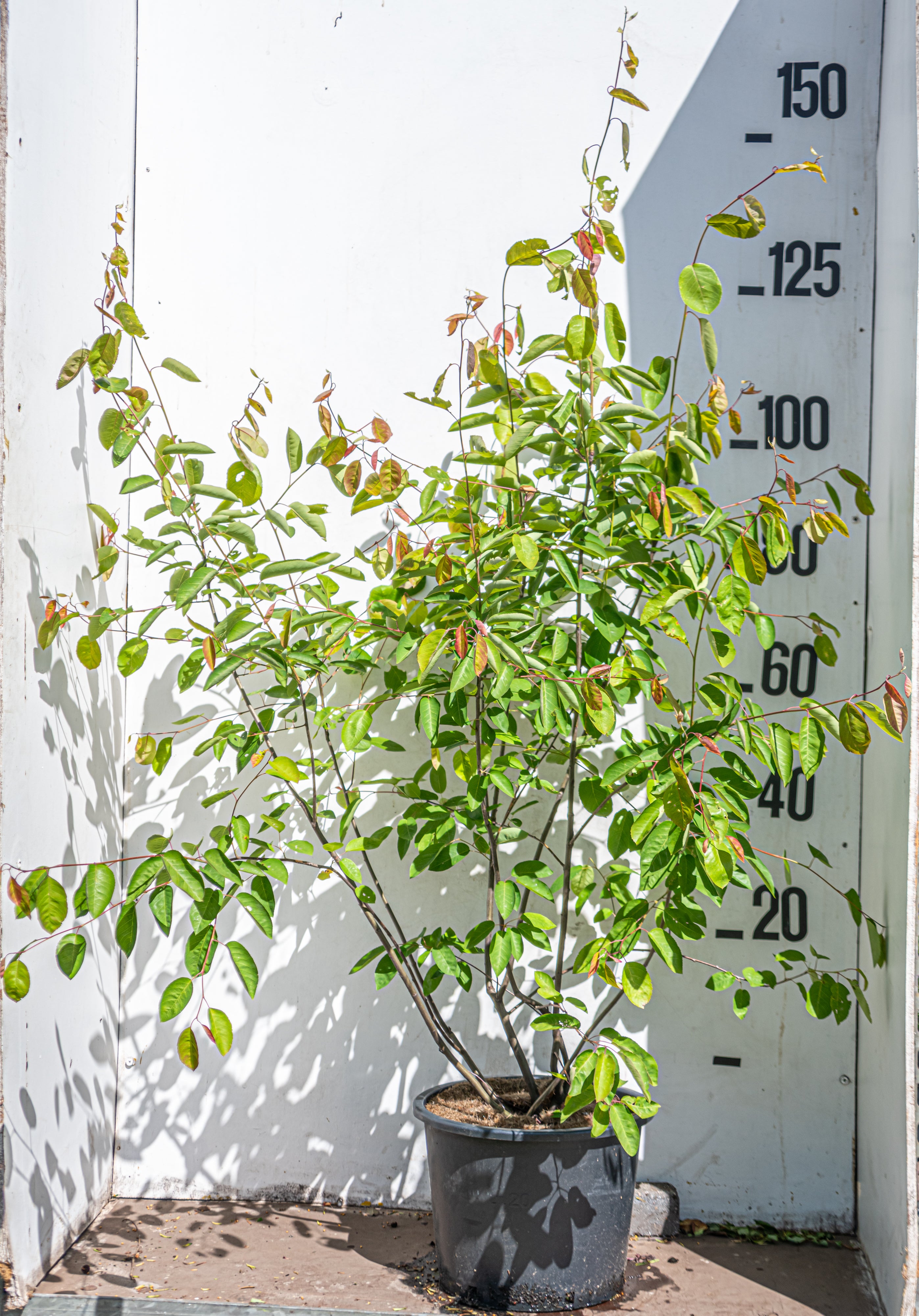 Krentenboom in pot- Amelanchier lamarckii
