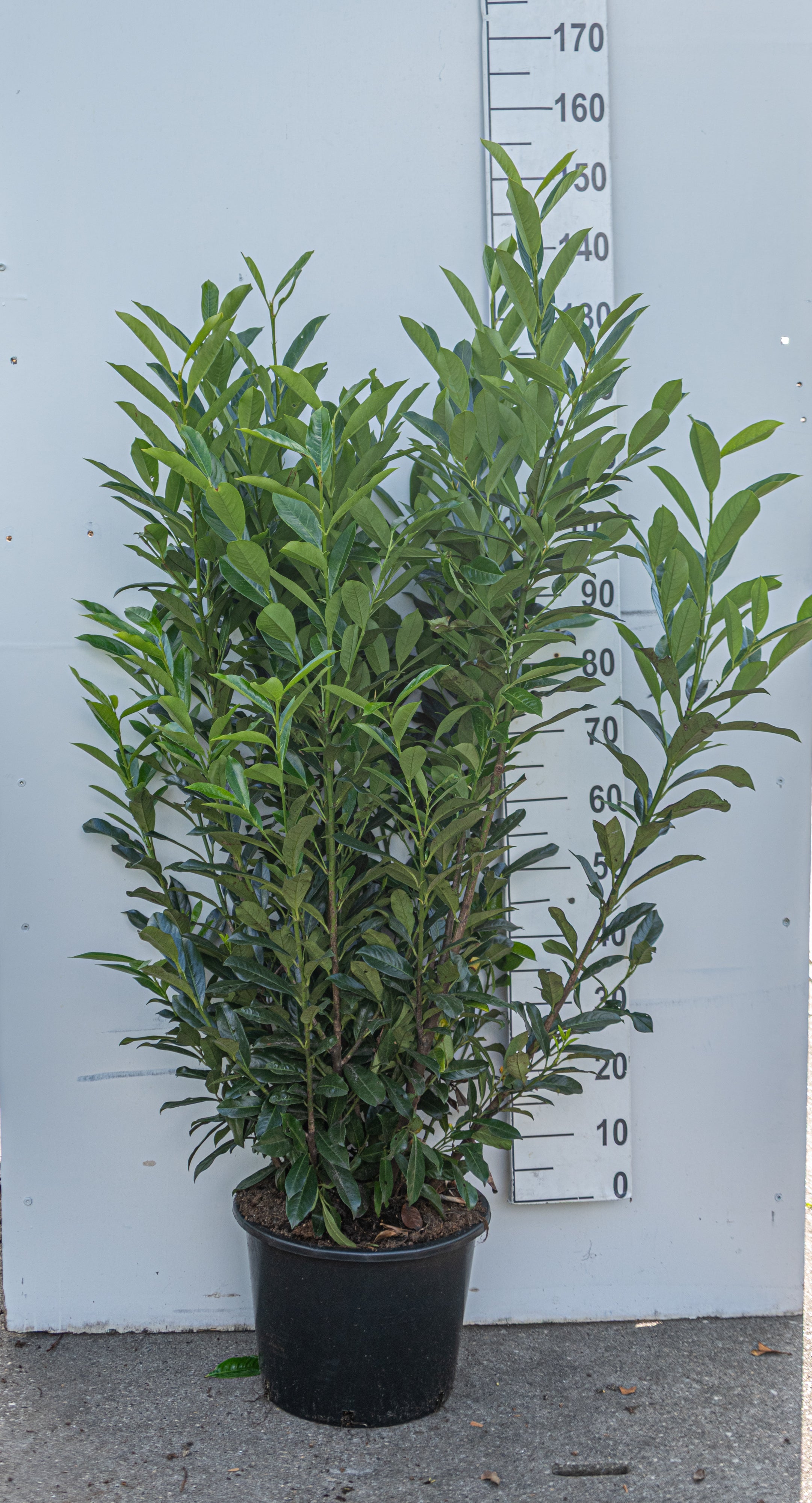 Laurier in pot- Prunus laurocerasus 'Elly'
