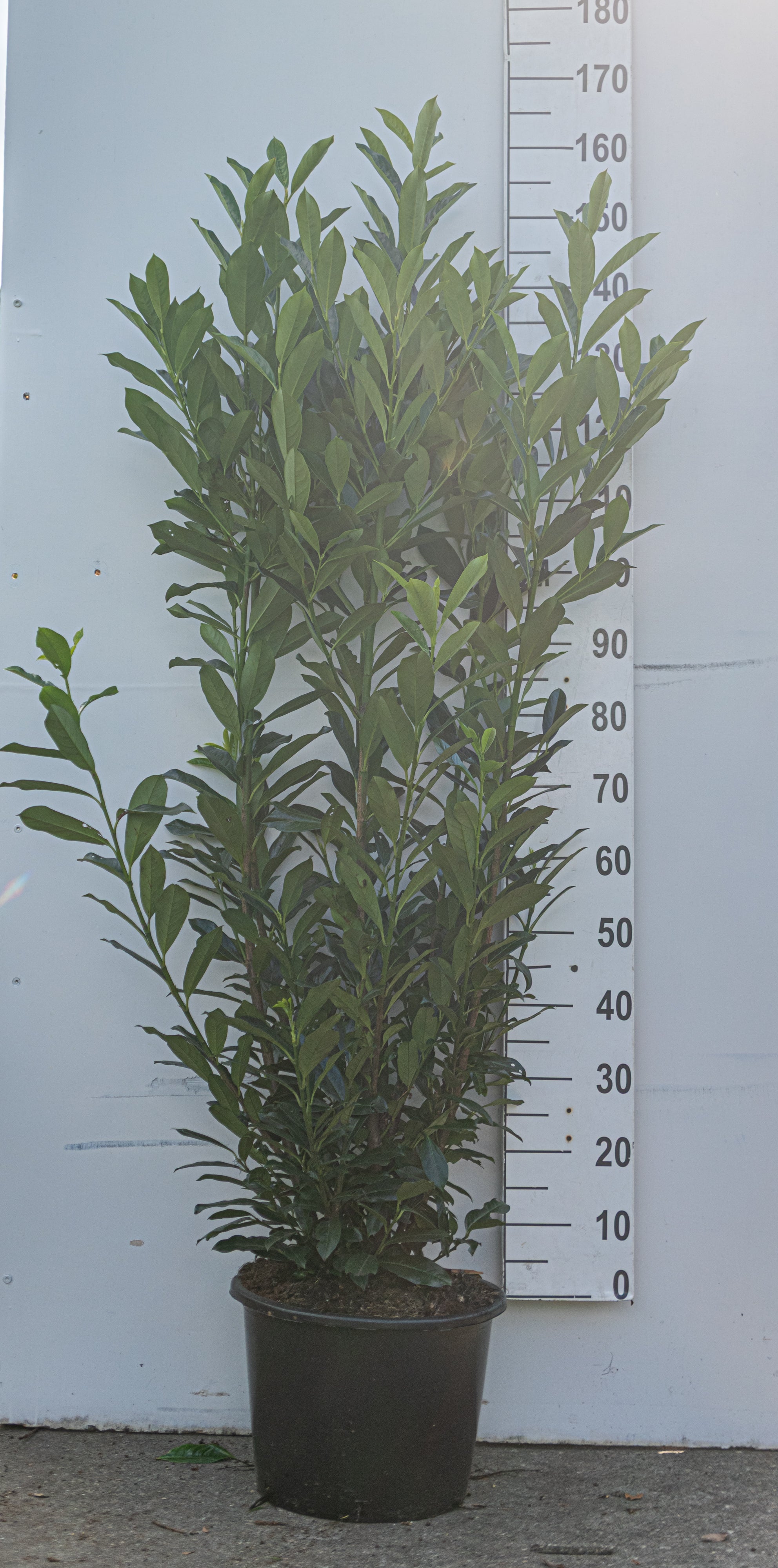 Laurier in pot- Prunus laurocerasus 'Elly'