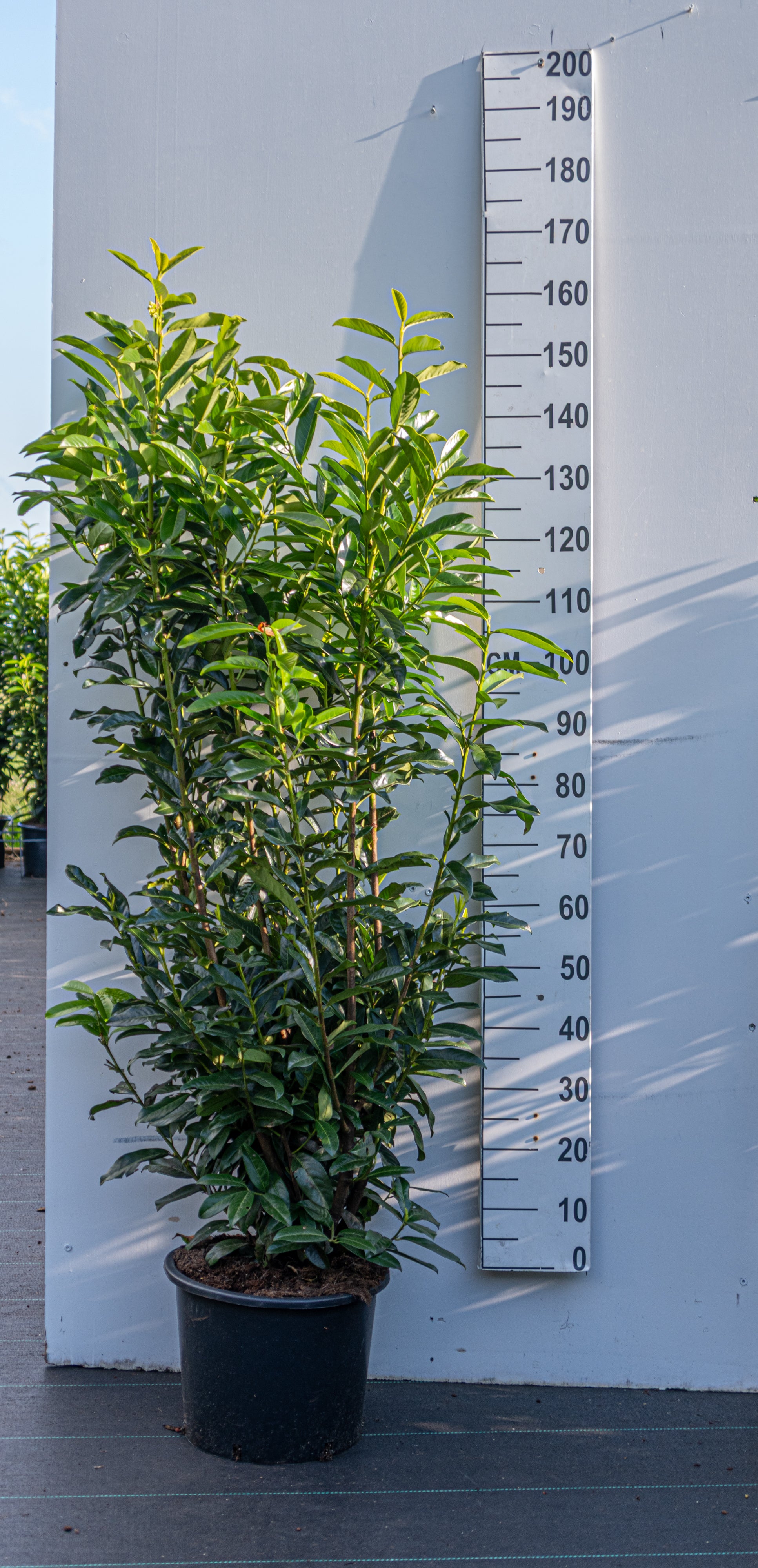 Laurier in pot- Prunus laurocerasus 'Genolia'