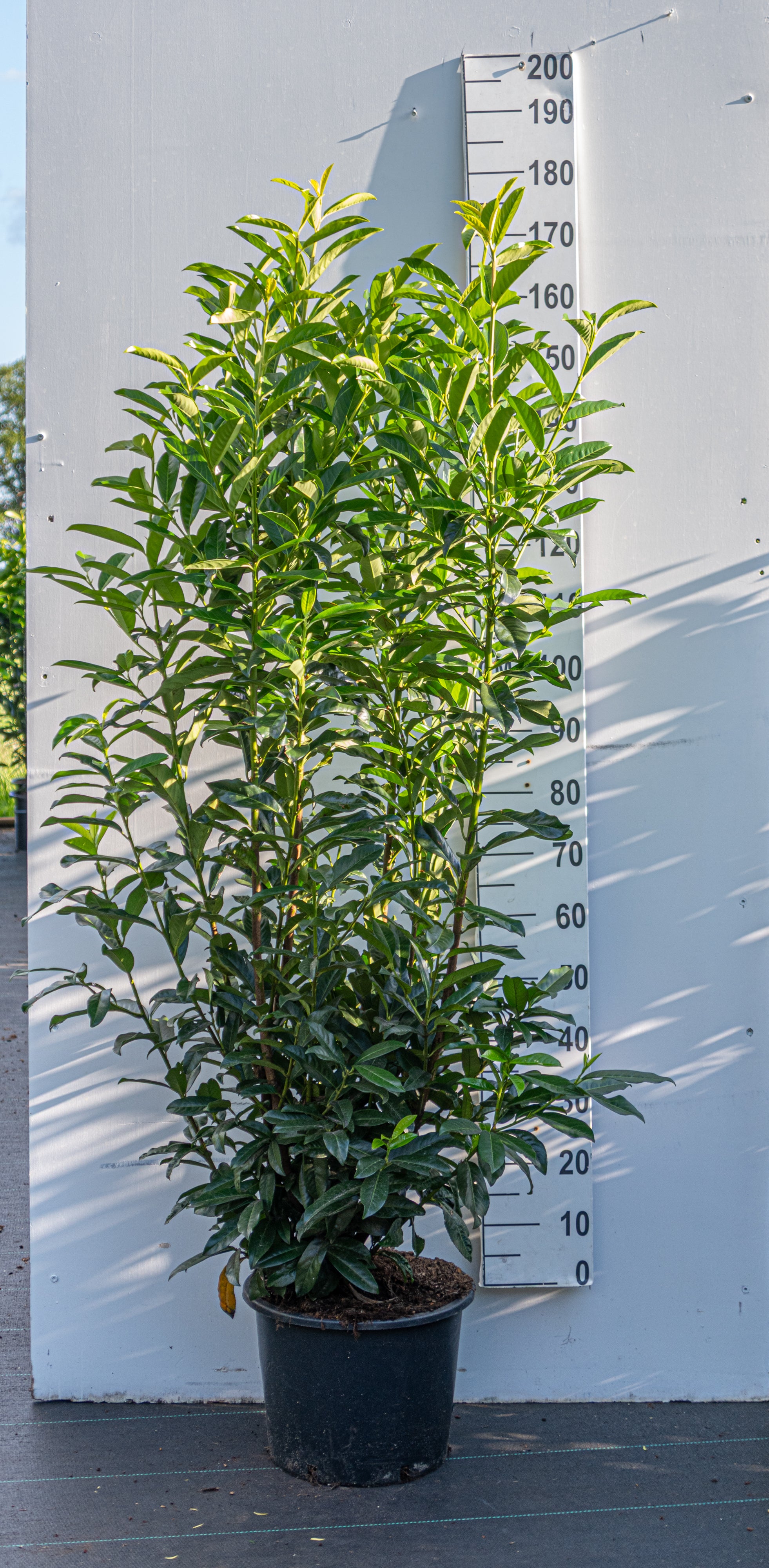 Laurier in pot- Prunus laurocerasus 'Genolia'