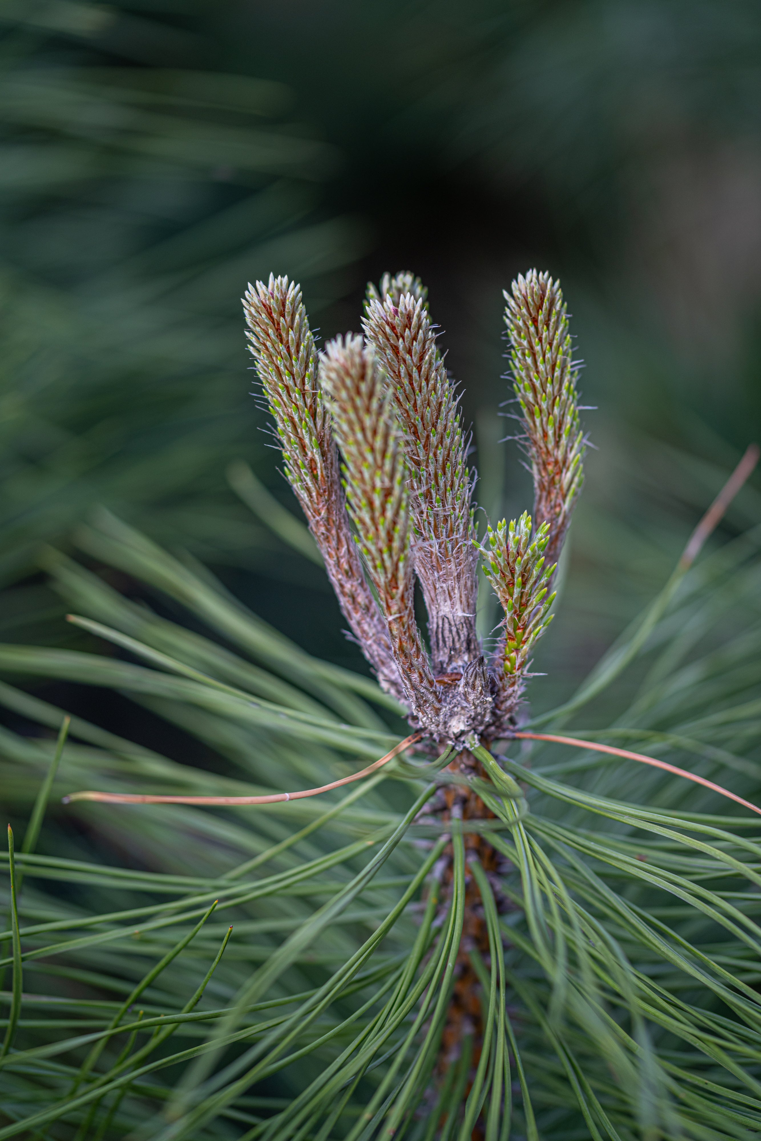 Oostenrijkse den in pot- Pinus nigra nigra