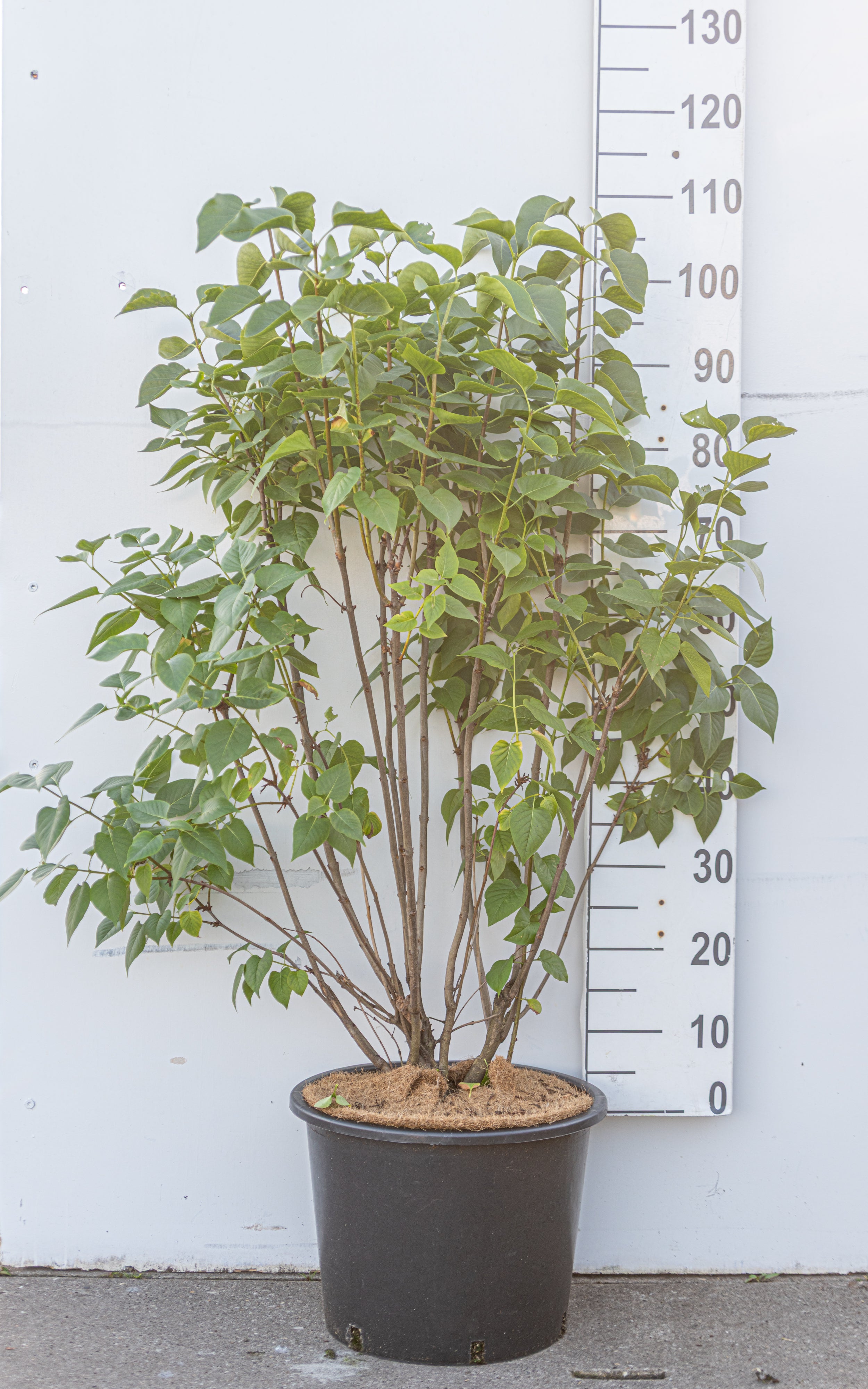 Witte sering in pot- Syringa vulgaris 'Mme Lemoine'