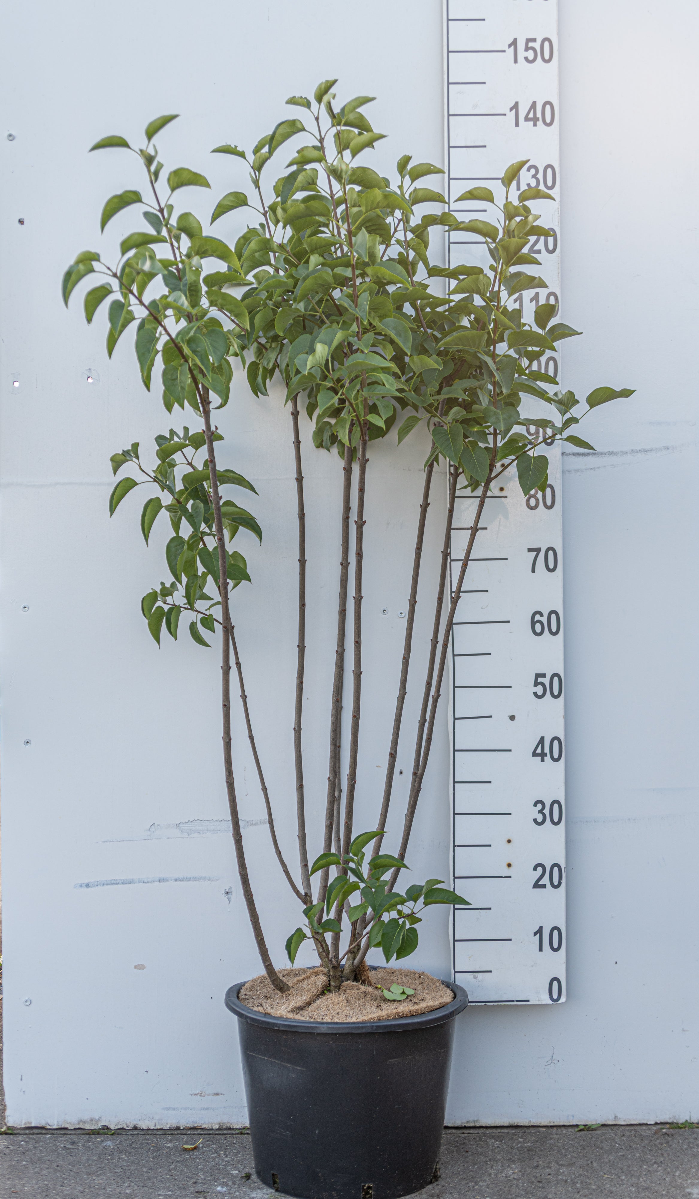 Tweekleurige sering in pot- Syringa vulgaris 'Sensation'