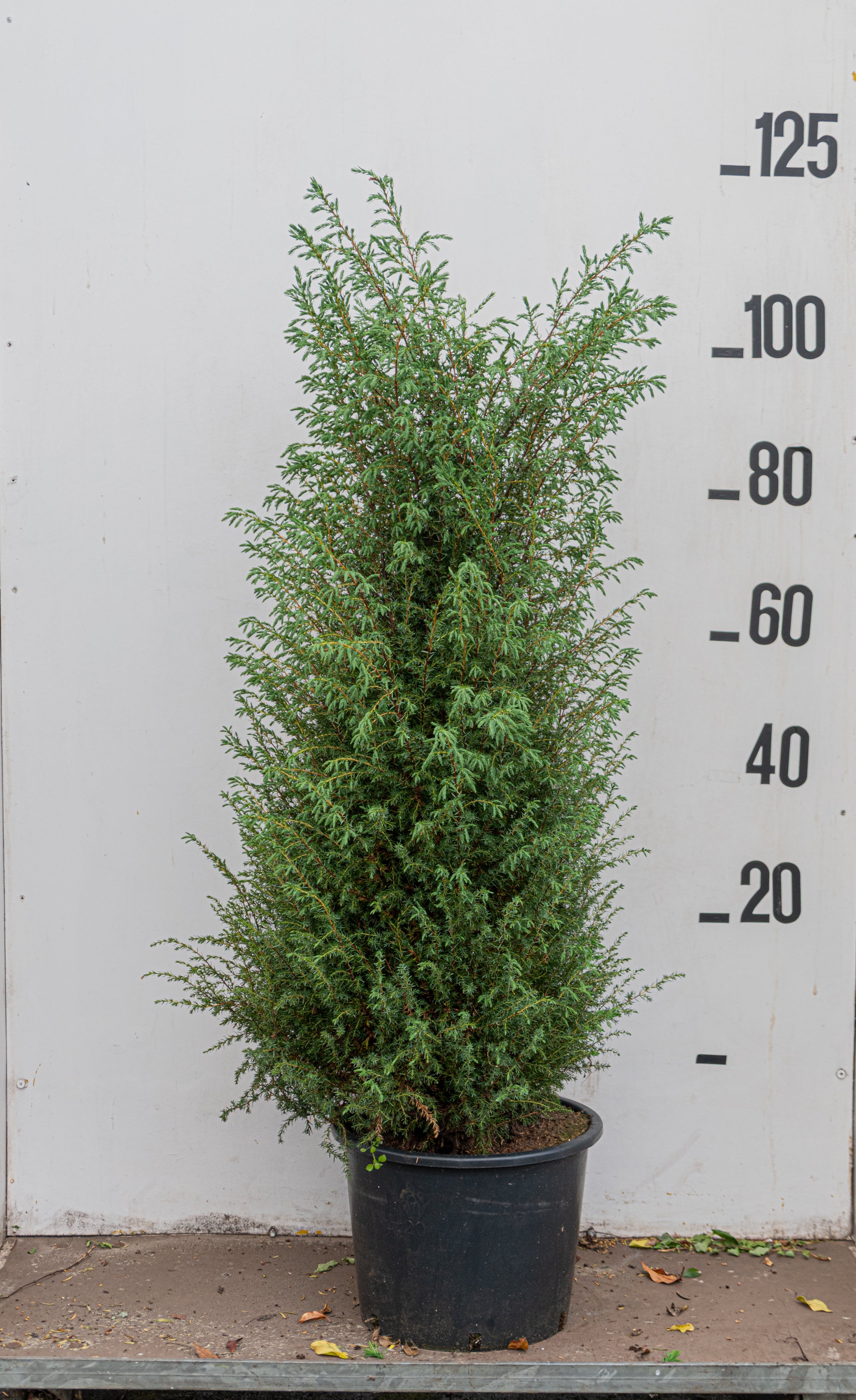 Ierse jeneverbes- Juniperus communis 'Hibernica´
