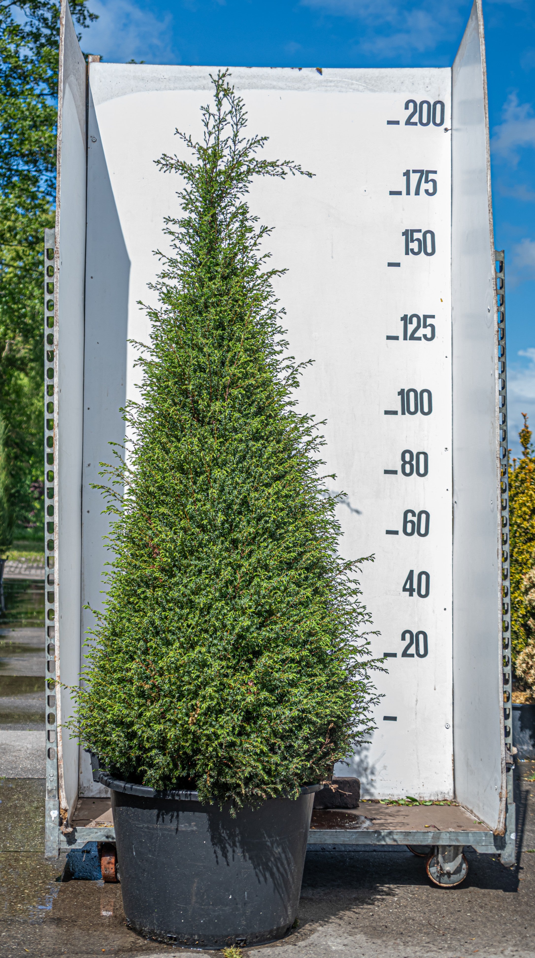 Ierse jeneverbes- Juniperus communis 'Hibernica´