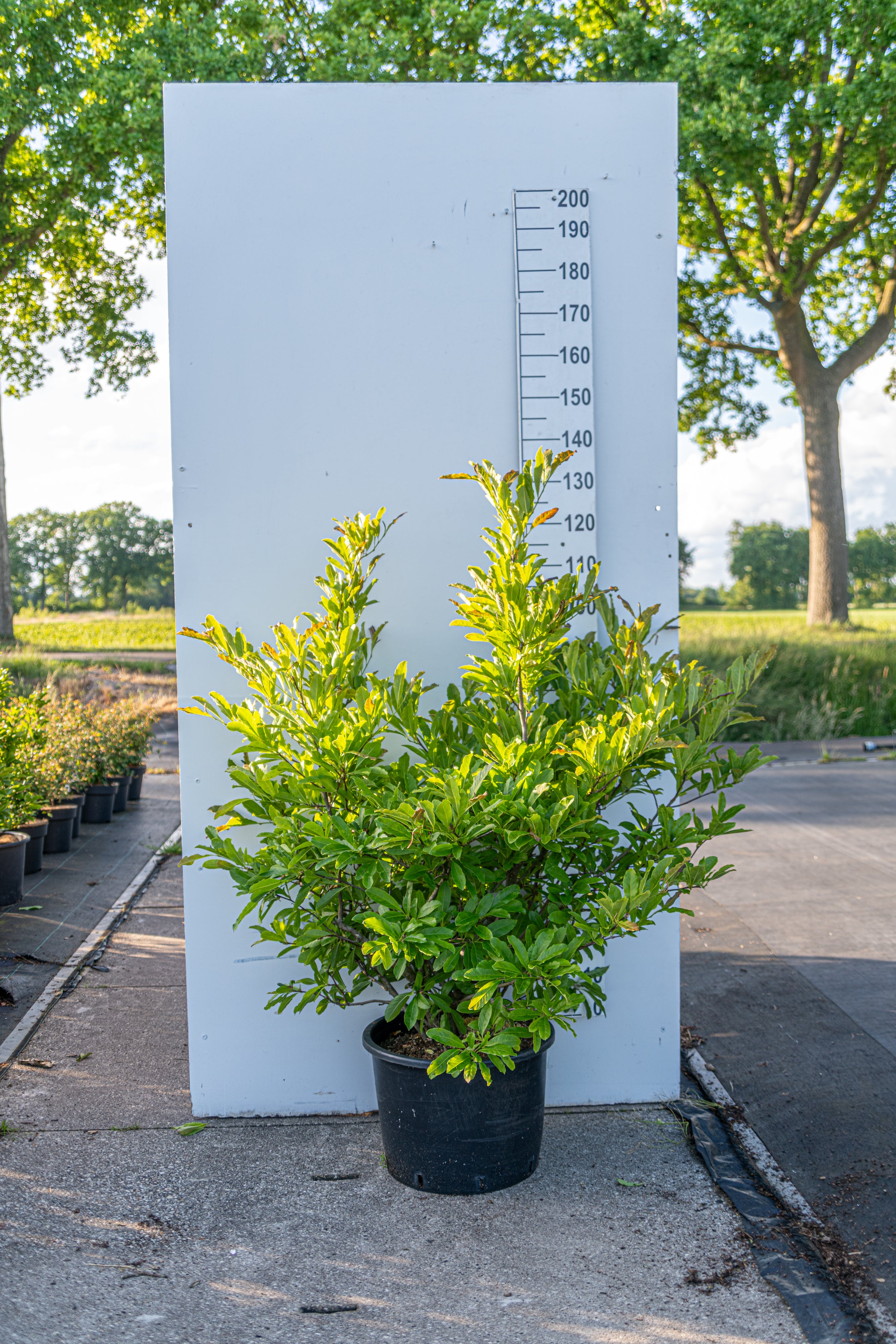 Noorderlijke Japanse magnolia in pot- Magnolia 'Kobus'