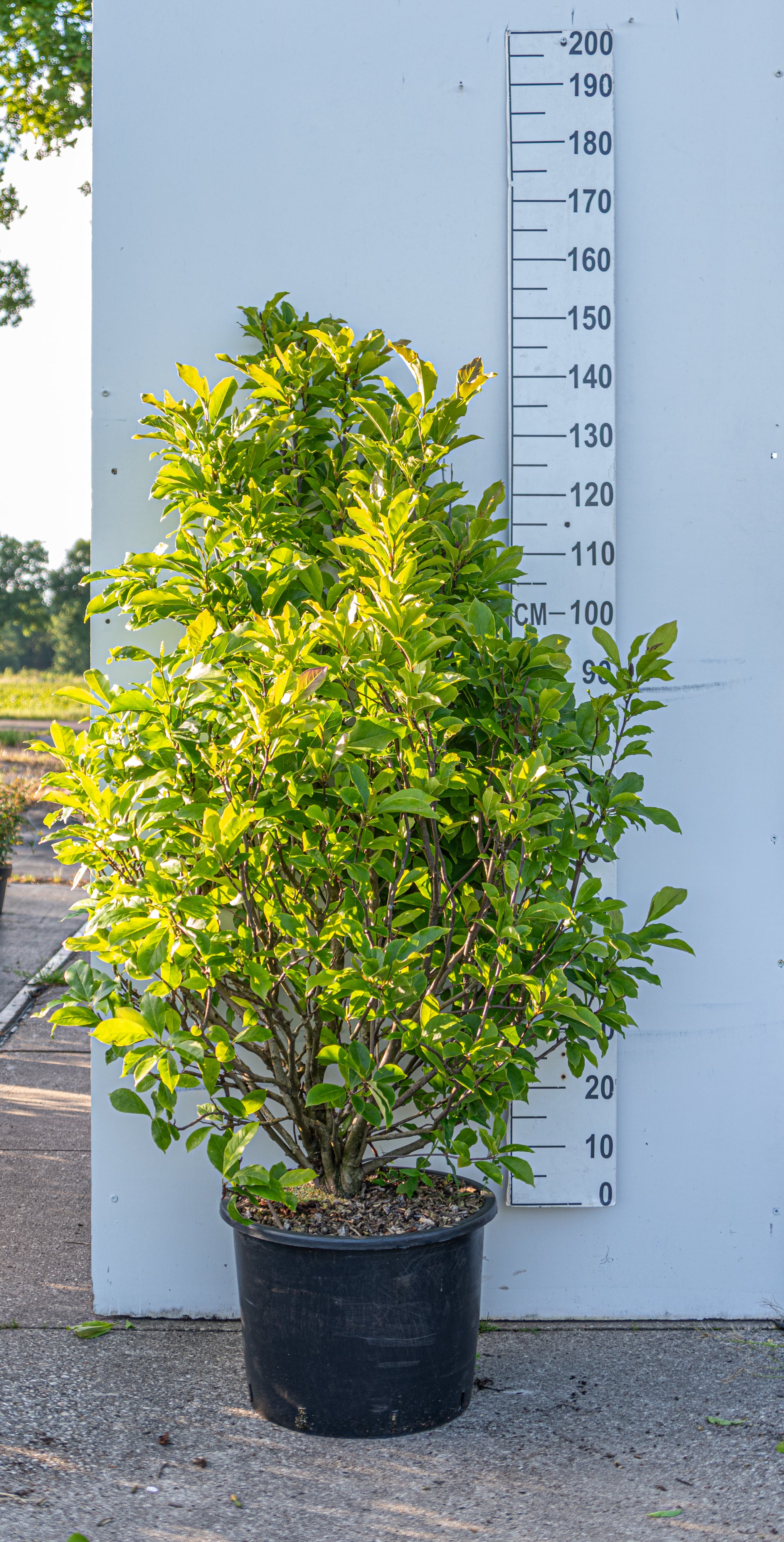 Noorderlijke Japanse magnolia in pot- Magnolia 'Kobus'