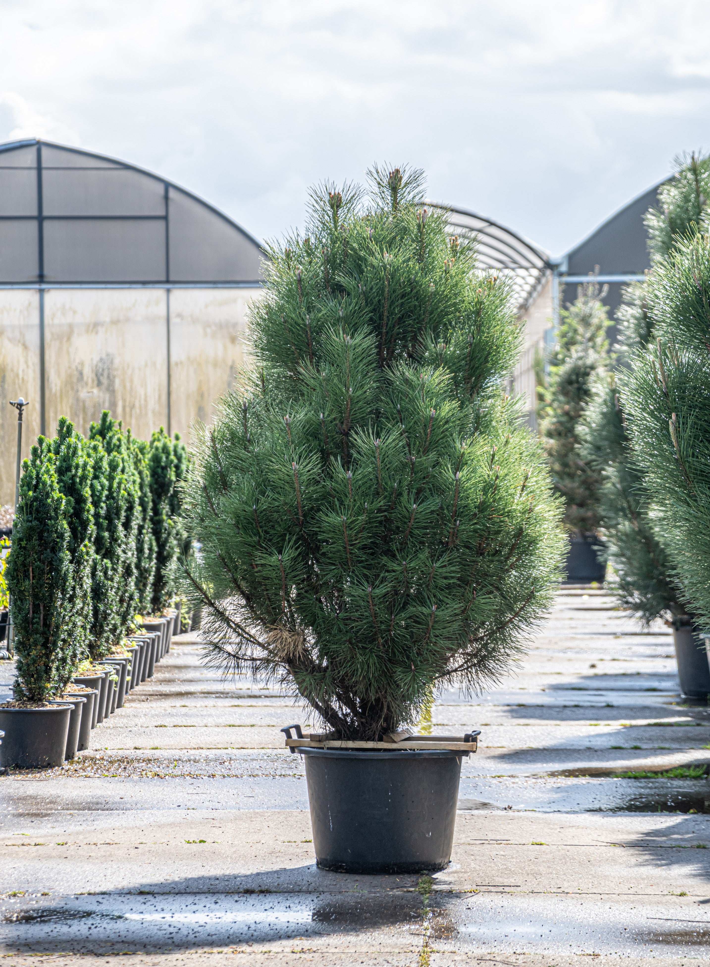Zwarte den in pot- Pinus nigra 'Pyramidalis'