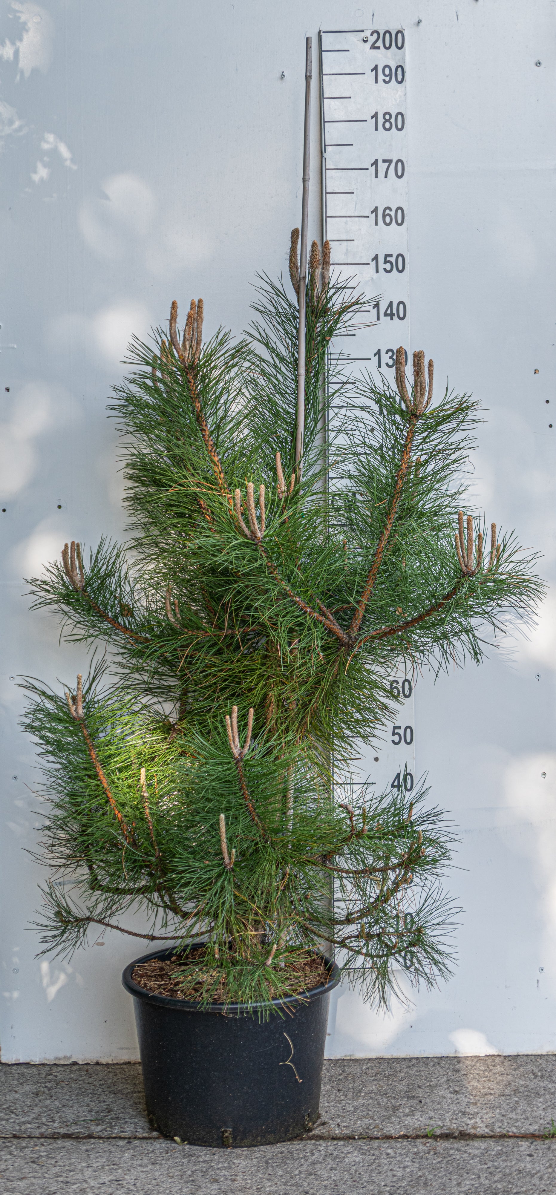 Oostenrijkse den in pot- Pinus nigra nigra