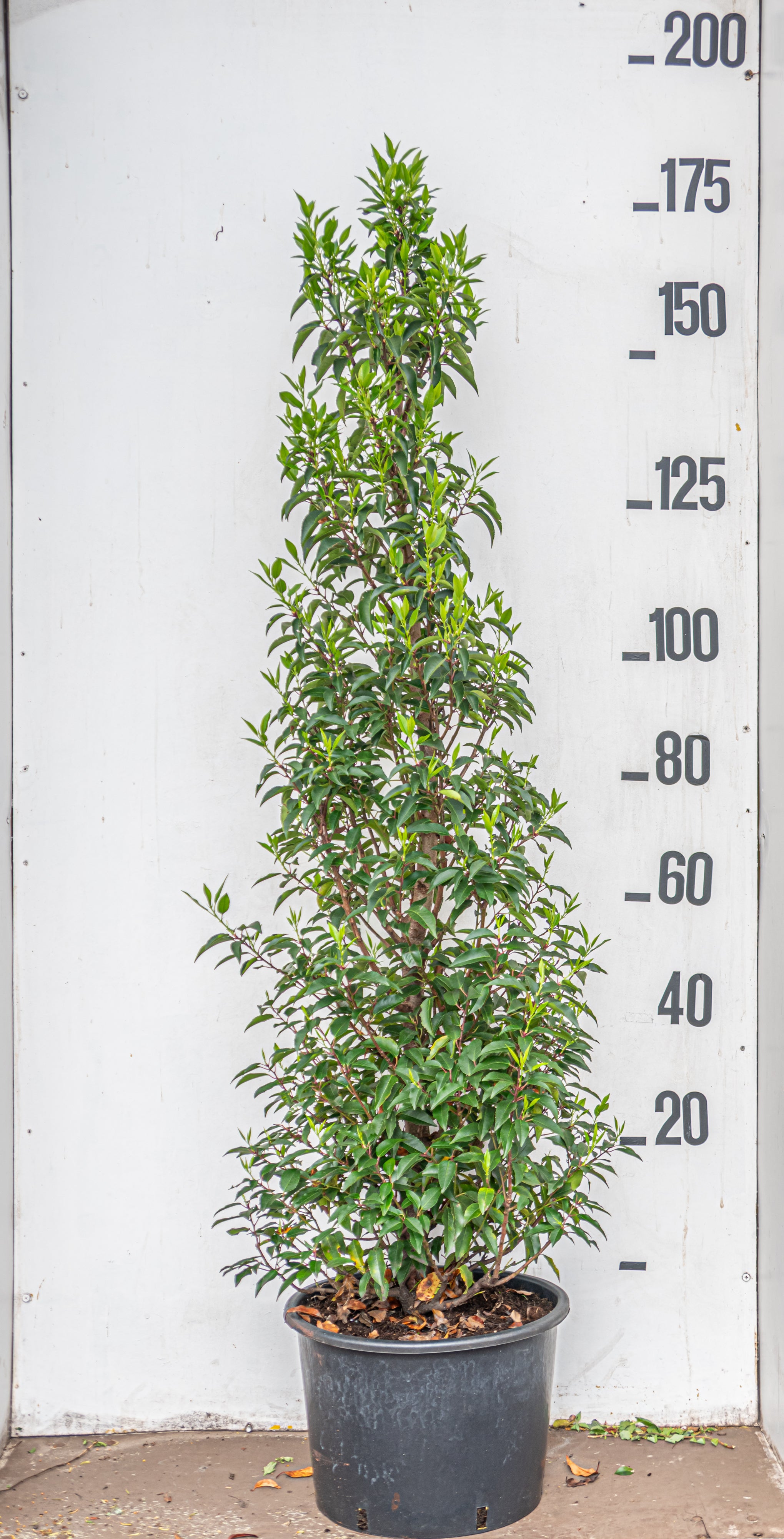 Portugese laurier in pot- Prunus lusitanica 'Angustifolia'