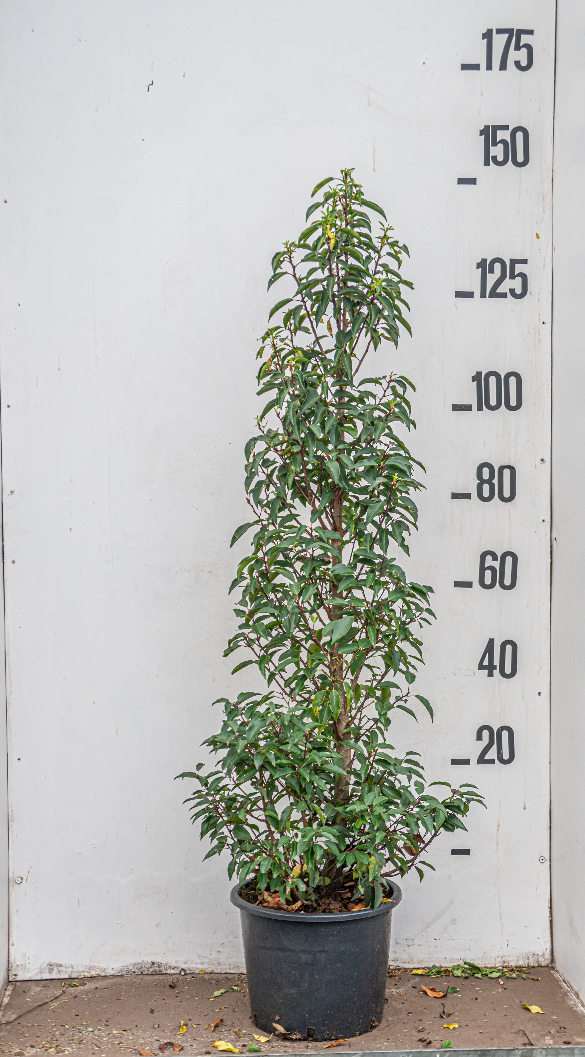 Portugese laurier in pot- Prunus lusitanica 'Angustifolia'
