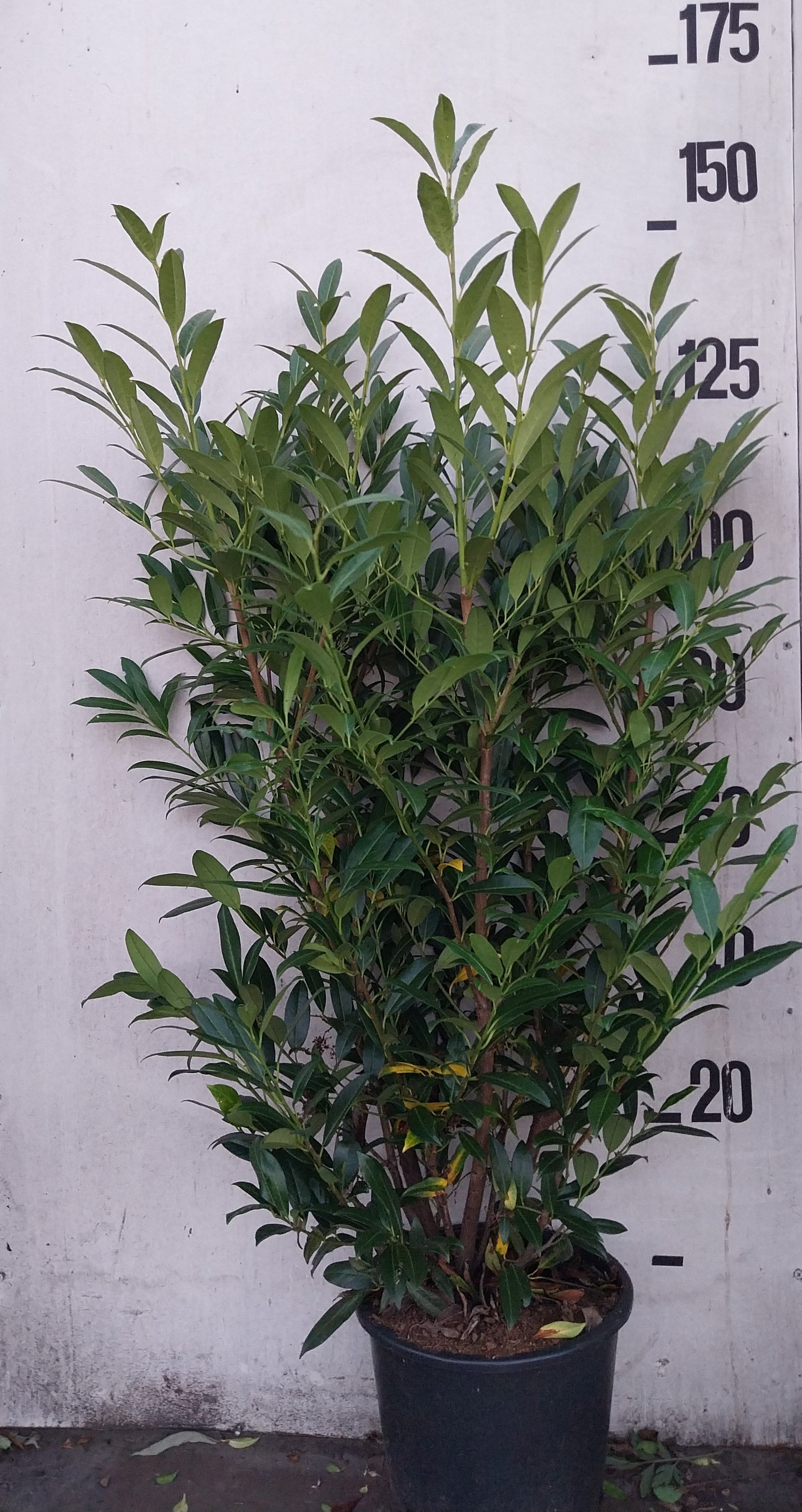 Laurier in pot- Prunus laurocerasus 'Herbergii'
