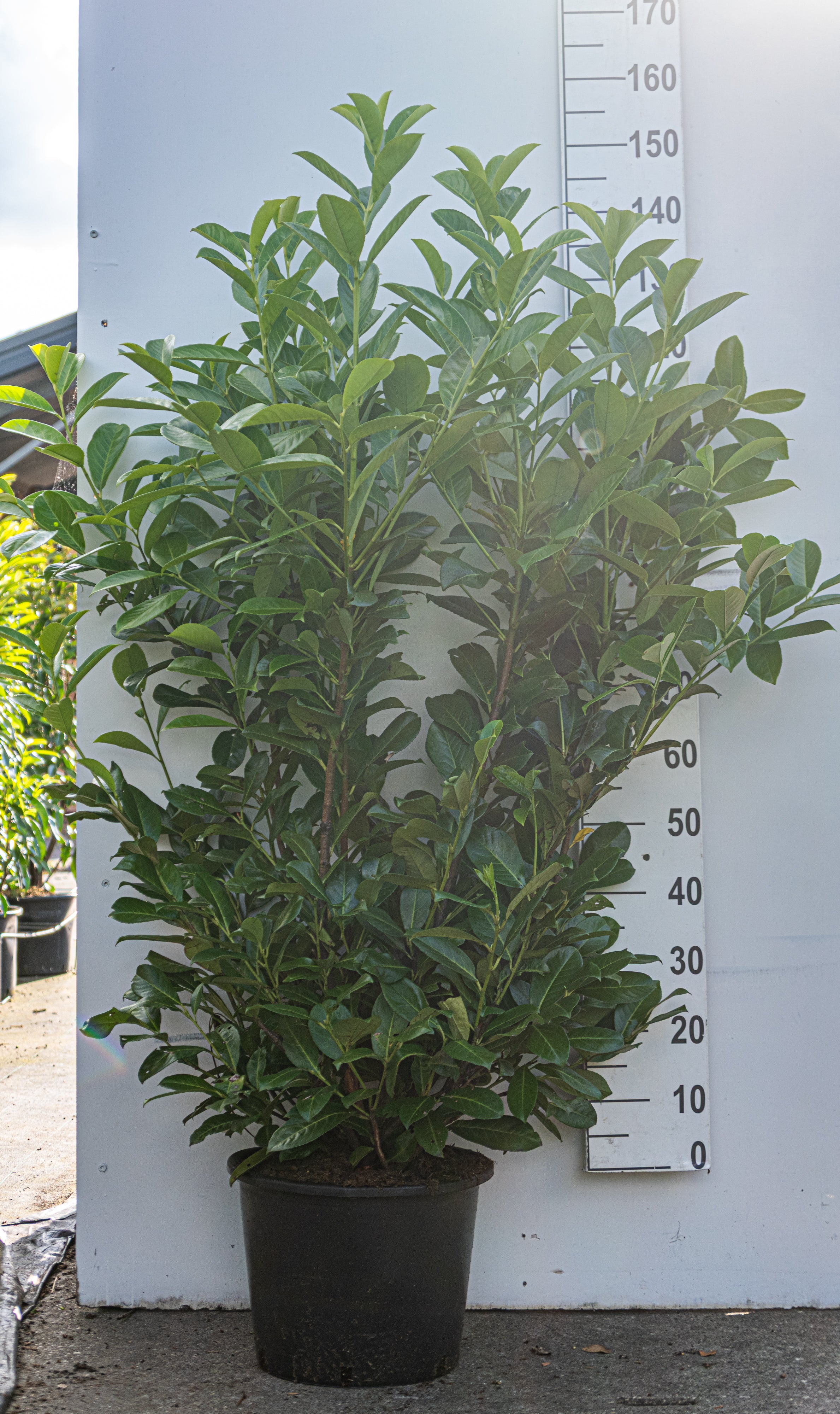 Laurier in pot- Prunus laurocerasus 'Rotundifolia'