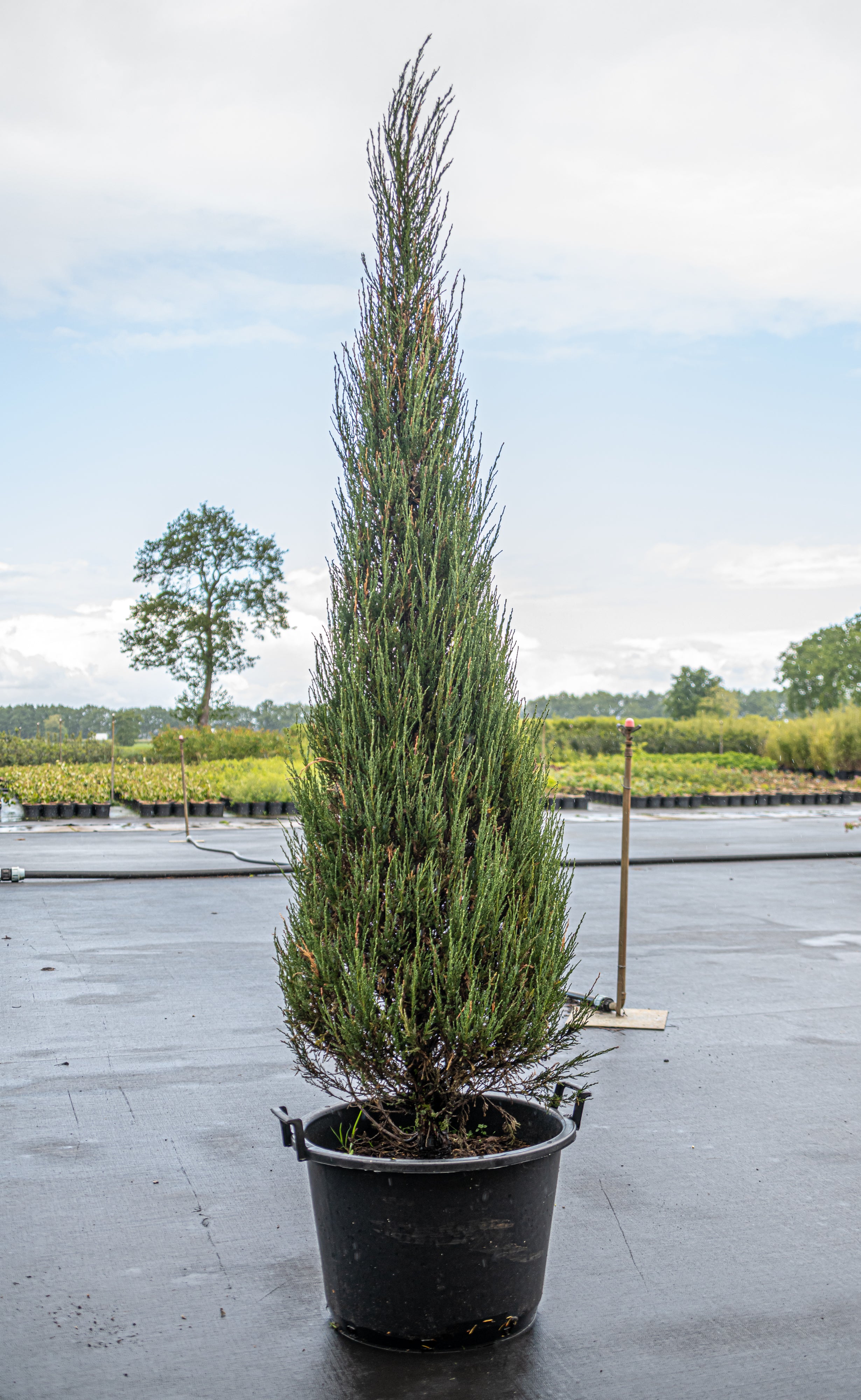 Jeneverbes in pot- Juniperus scopulorum 'Skyrocket'