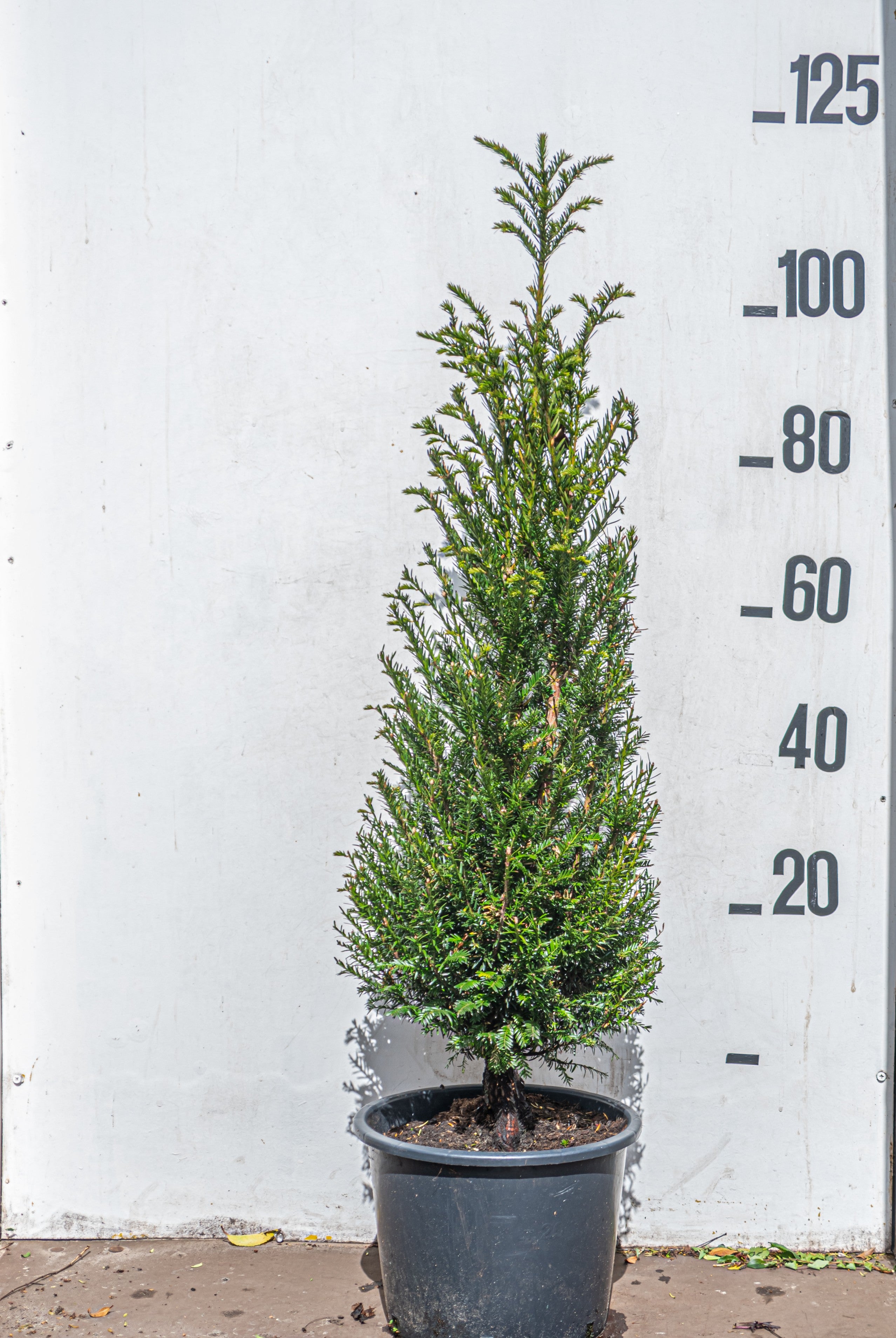 Taxus in pot- Taxus baccata