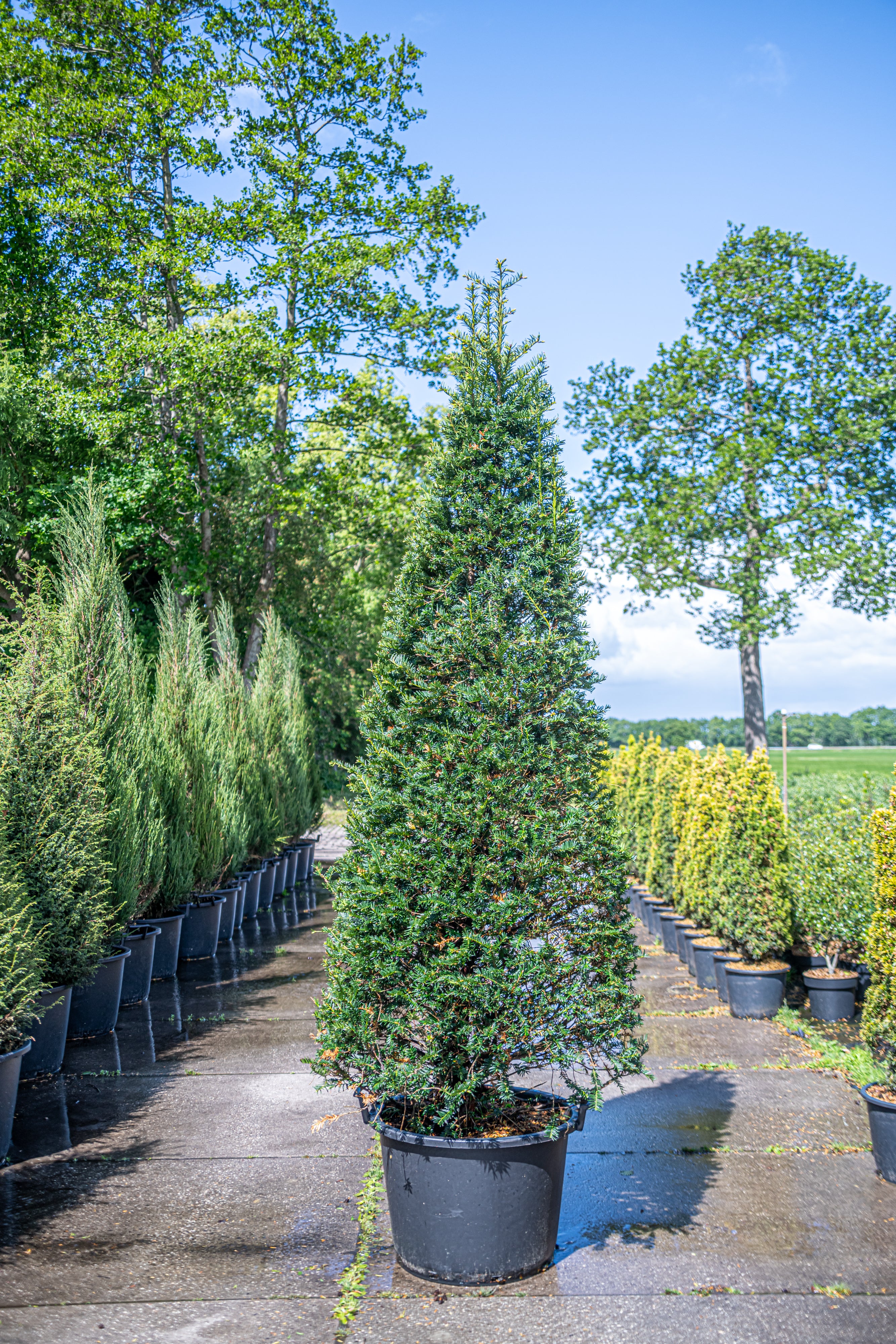 Taxus in pot- Taxus baccata