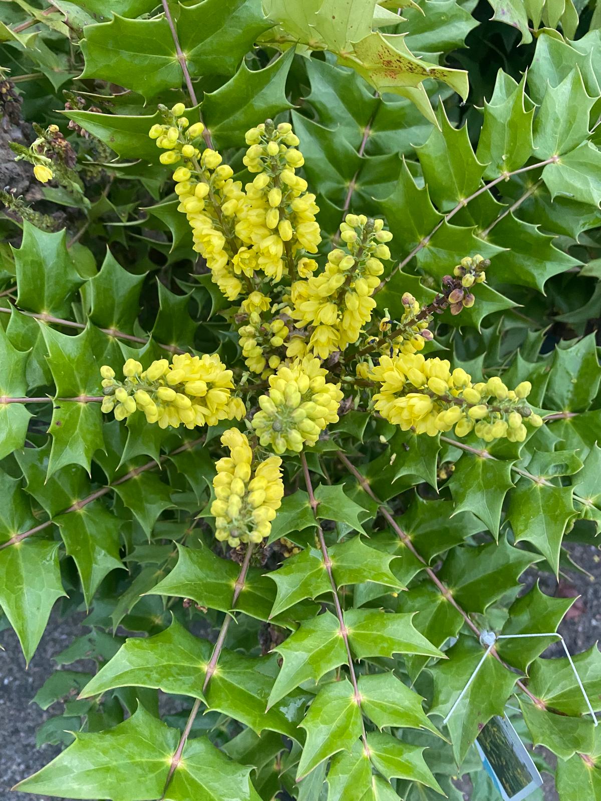 Mahoniestruik in pot- Mahonia media 'Winter Sun'