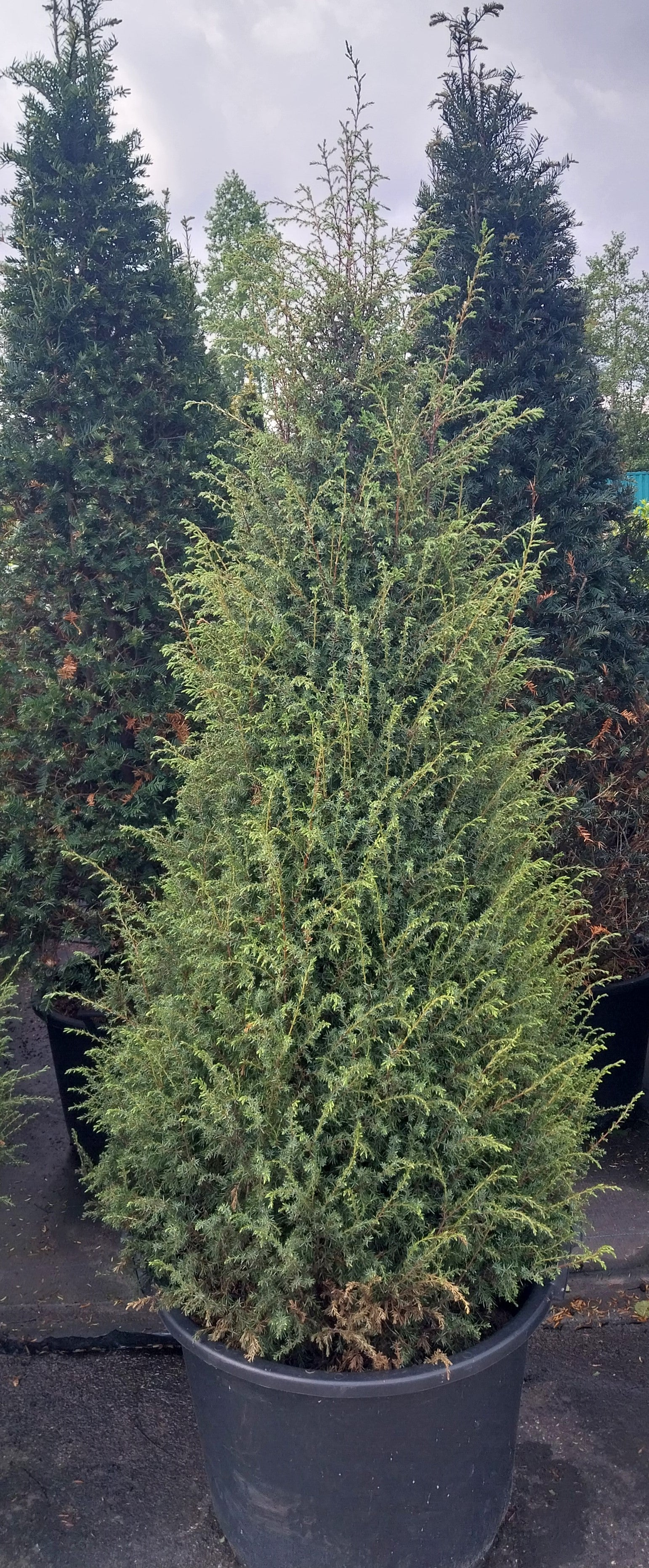 Zweedse jeneverbes in pot- Juniperus communis 'Suecica'