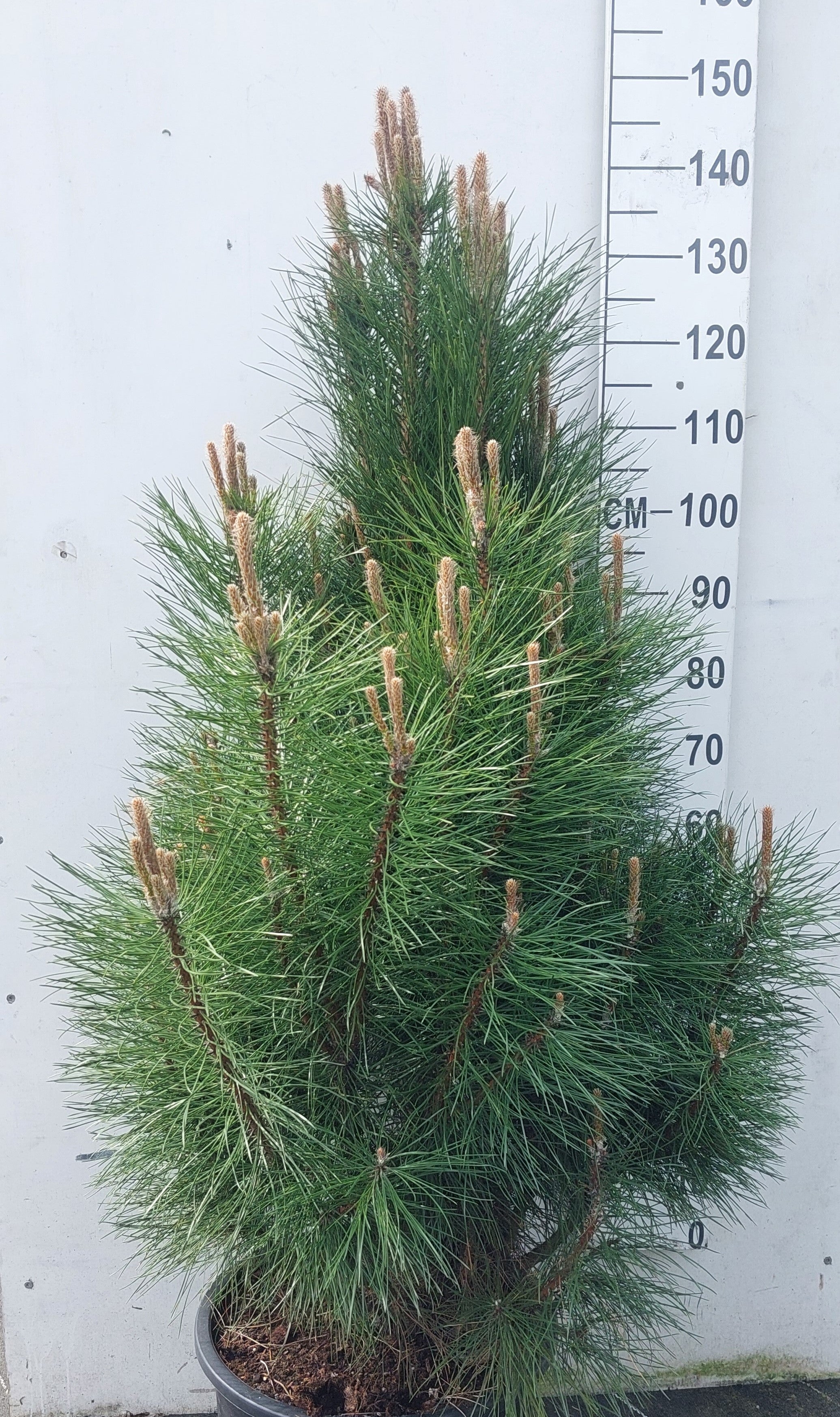 Zwarte den in pot- Pinus nigra 'Pyramidalis'