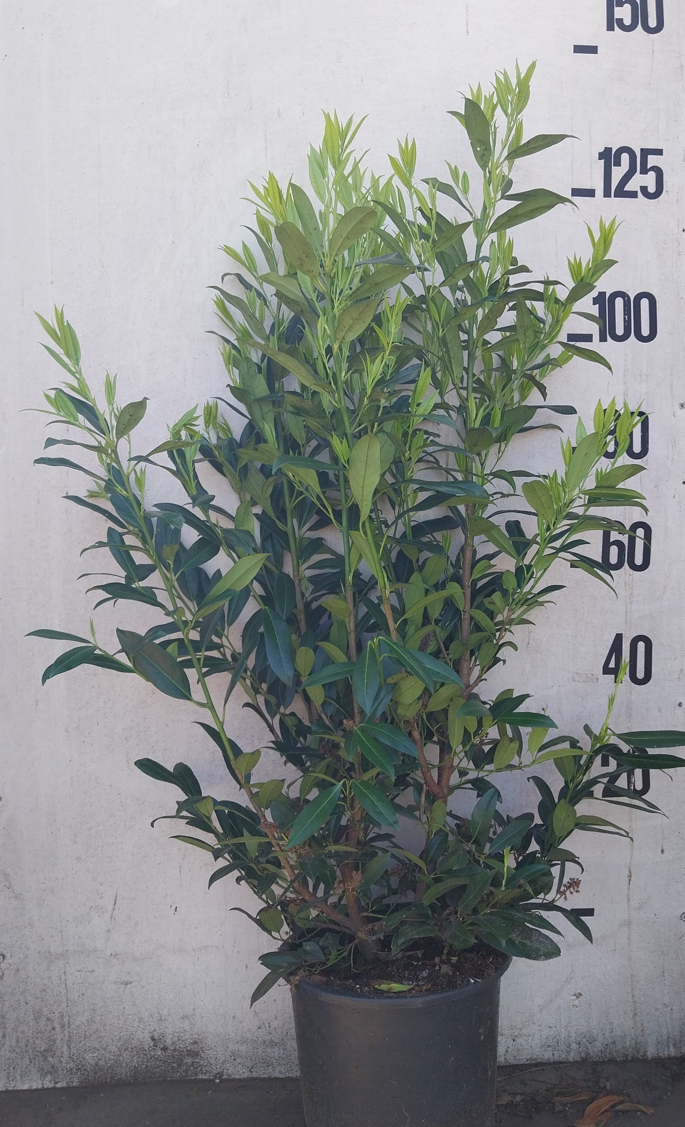Laurier in pot- Prunus laurocerasus 'Herbergii'