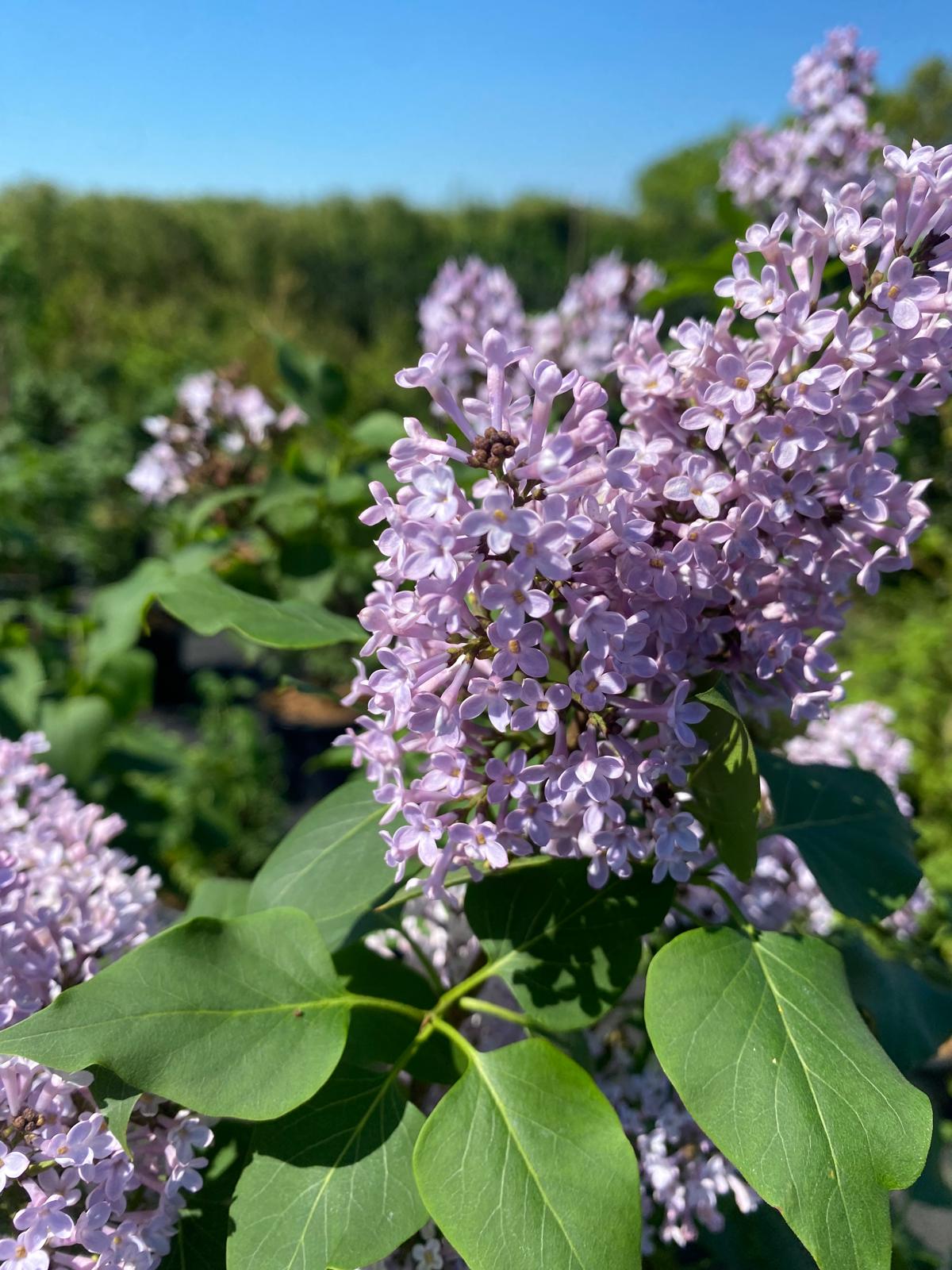 Sering (Syringa) kopen | A-kwaliteit Palabin, Sensation & meer ...