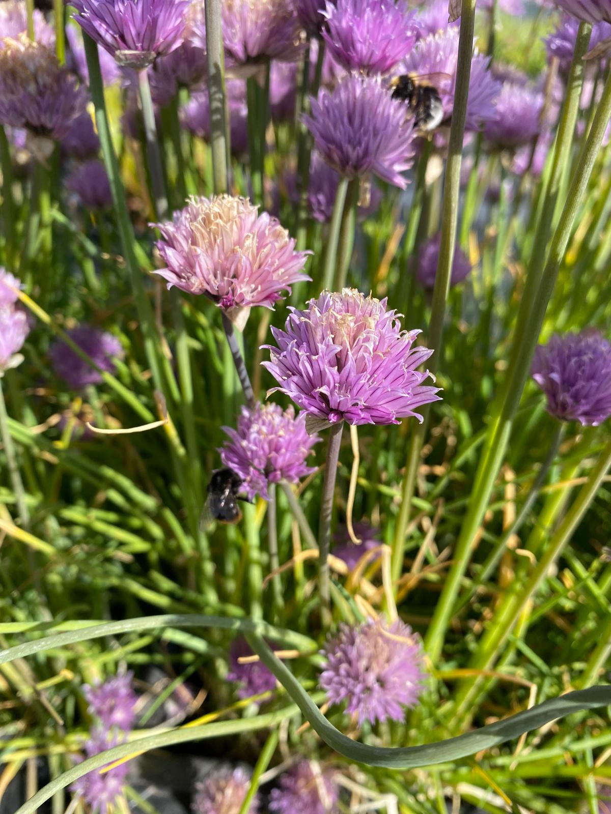 Vaste planten