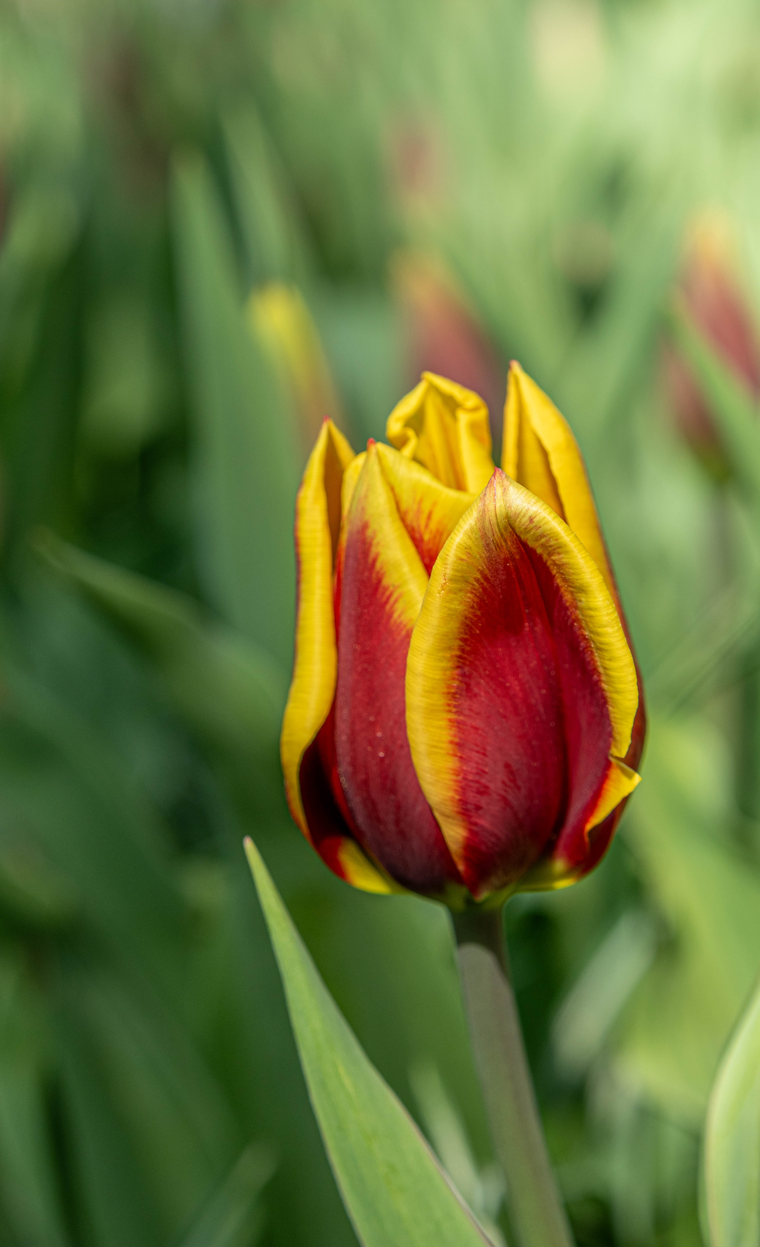 Signature tulips