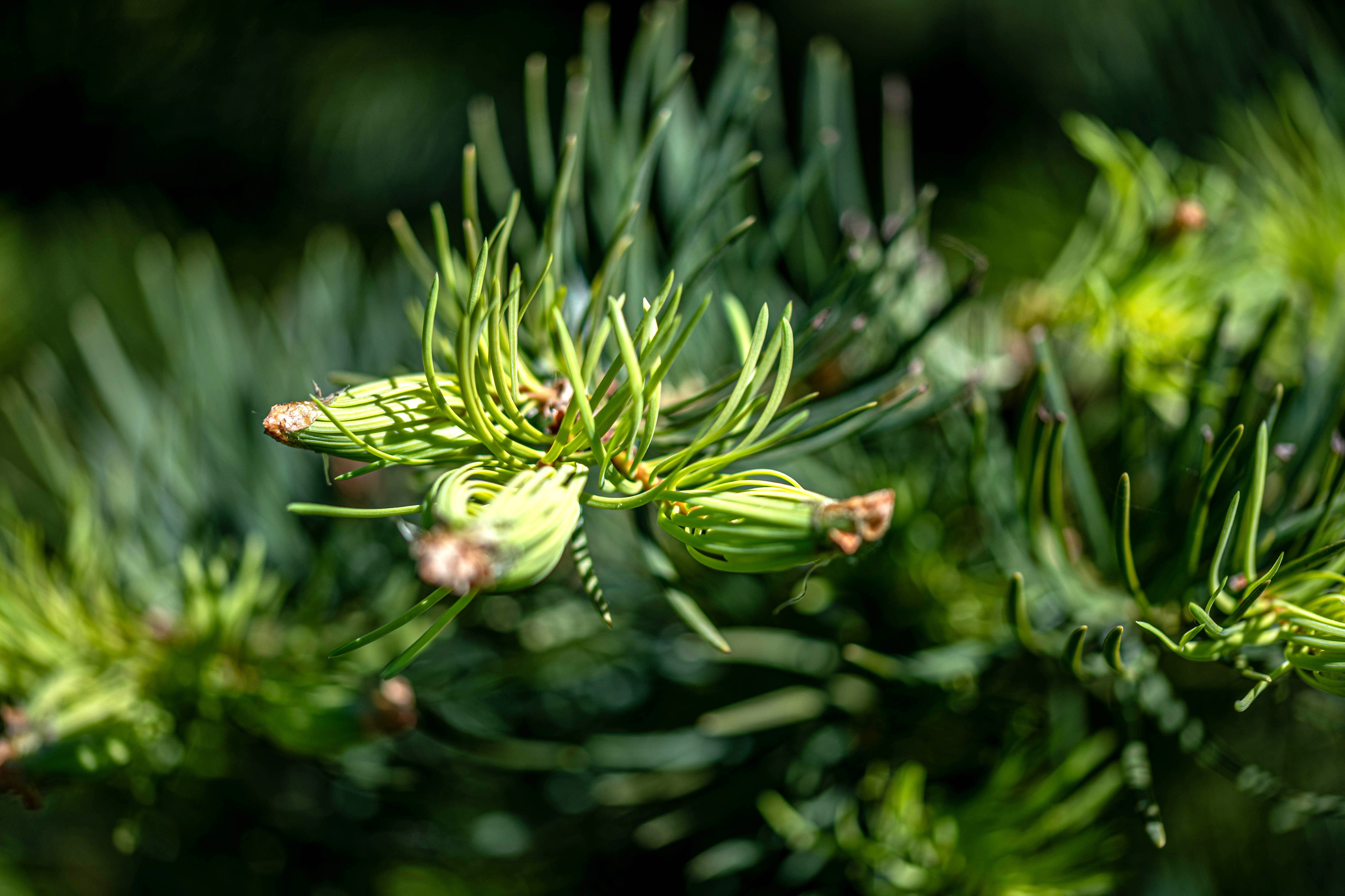Abies