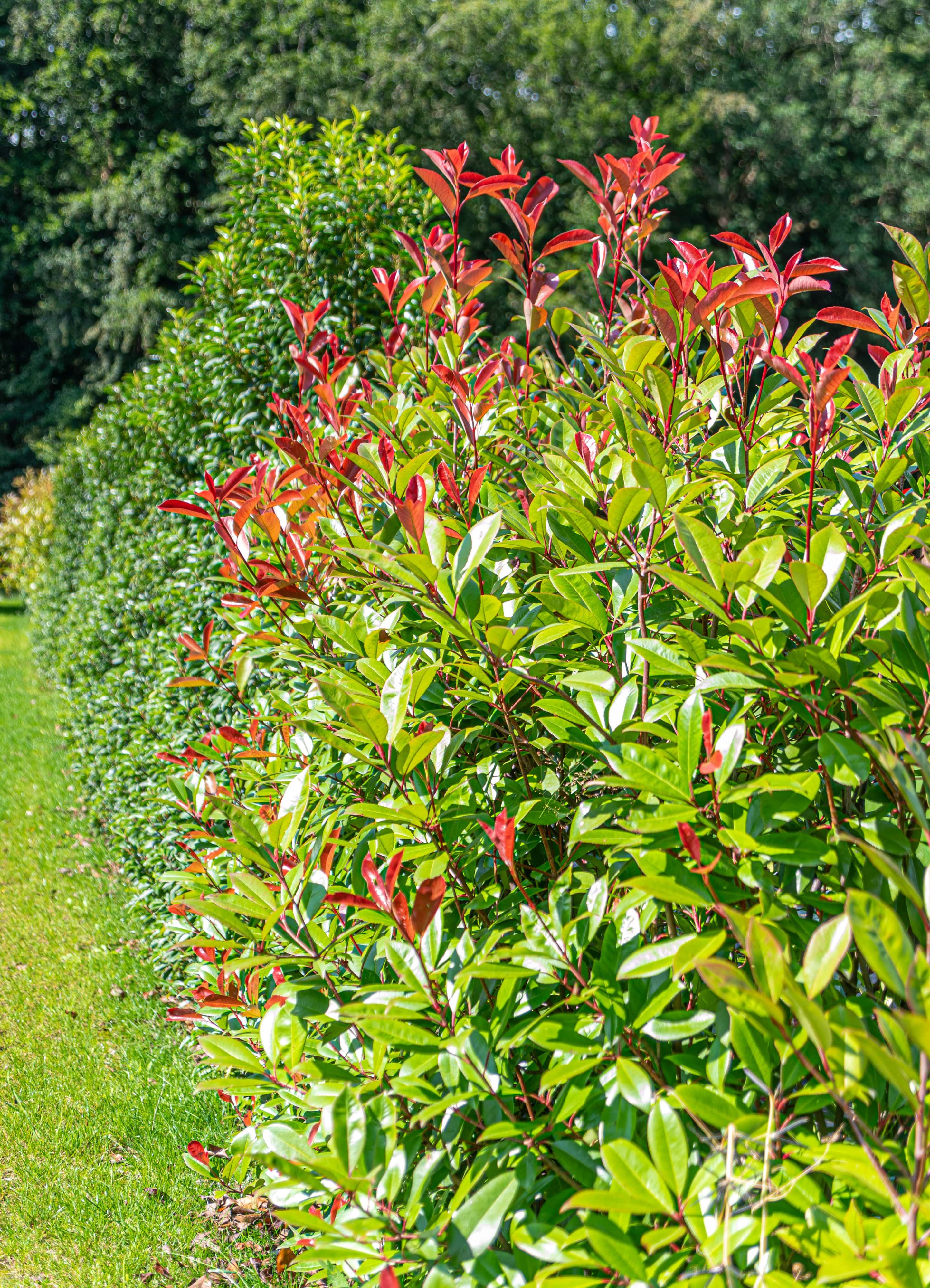 Haagplanten