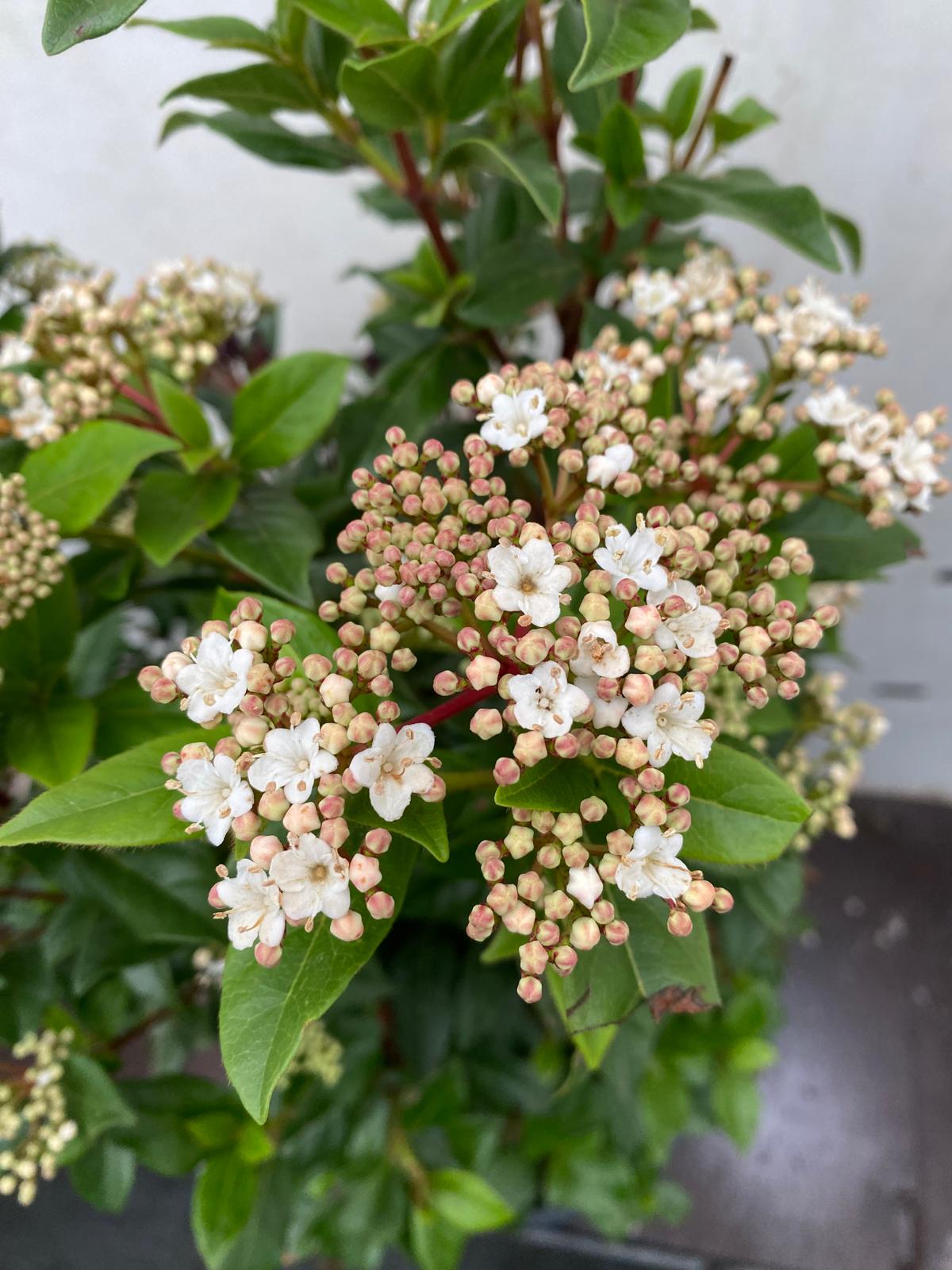 Viburnum