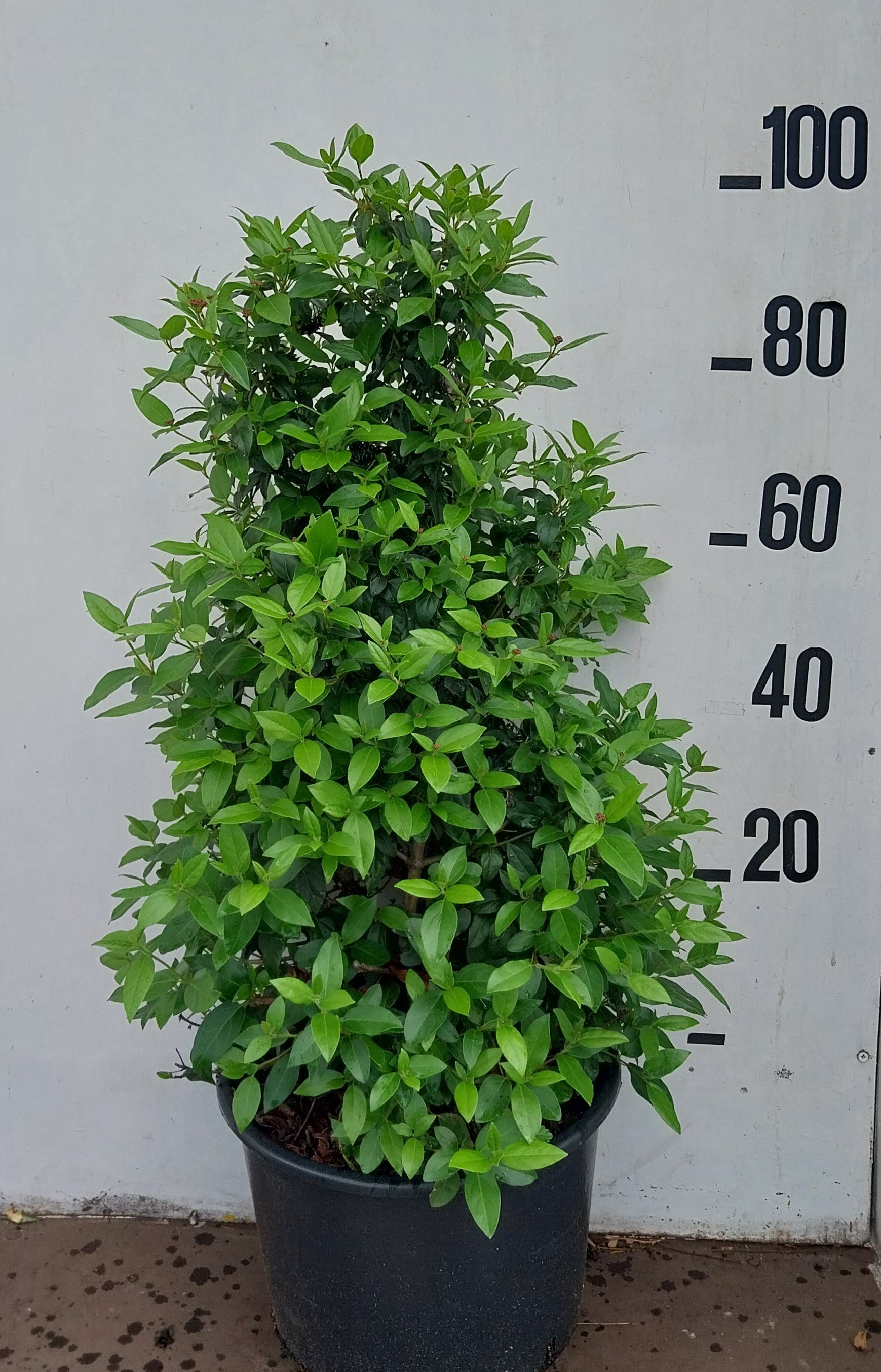 Viburnum tinus