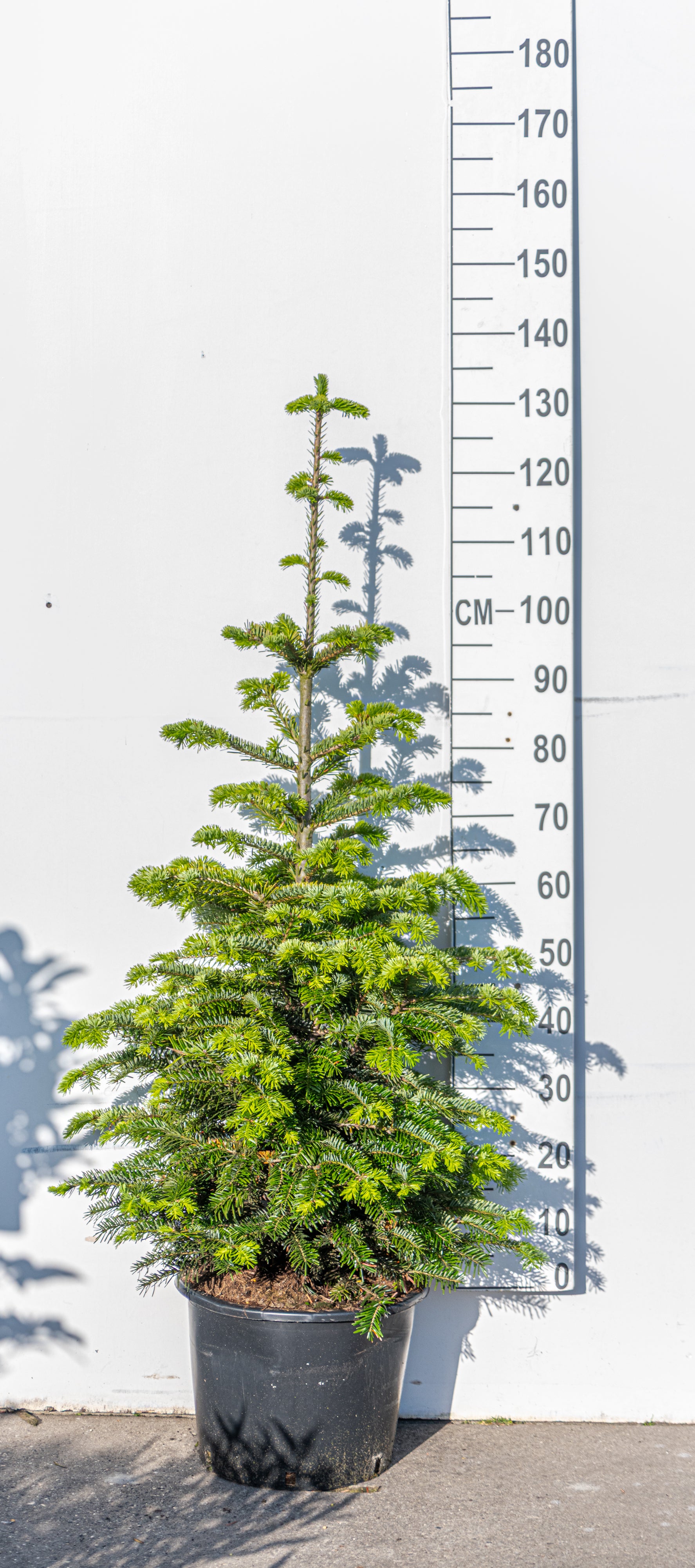 Kaukasische zilverspar- Abies nordmanniana