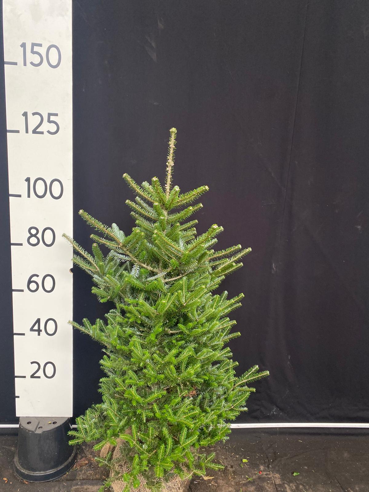 Koreaanse zilverspar met kluit- Abies koreana