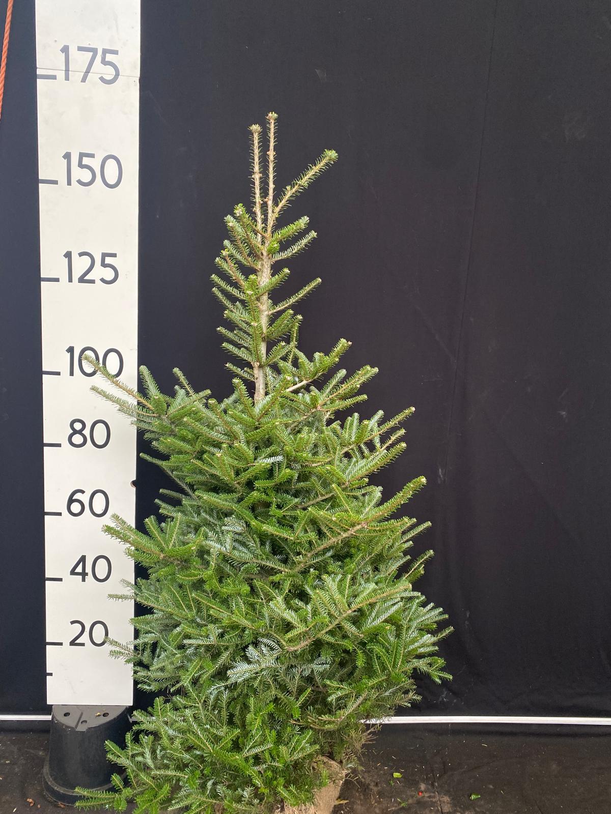 Koreaanse zilverspar met kluit- Abies koreana