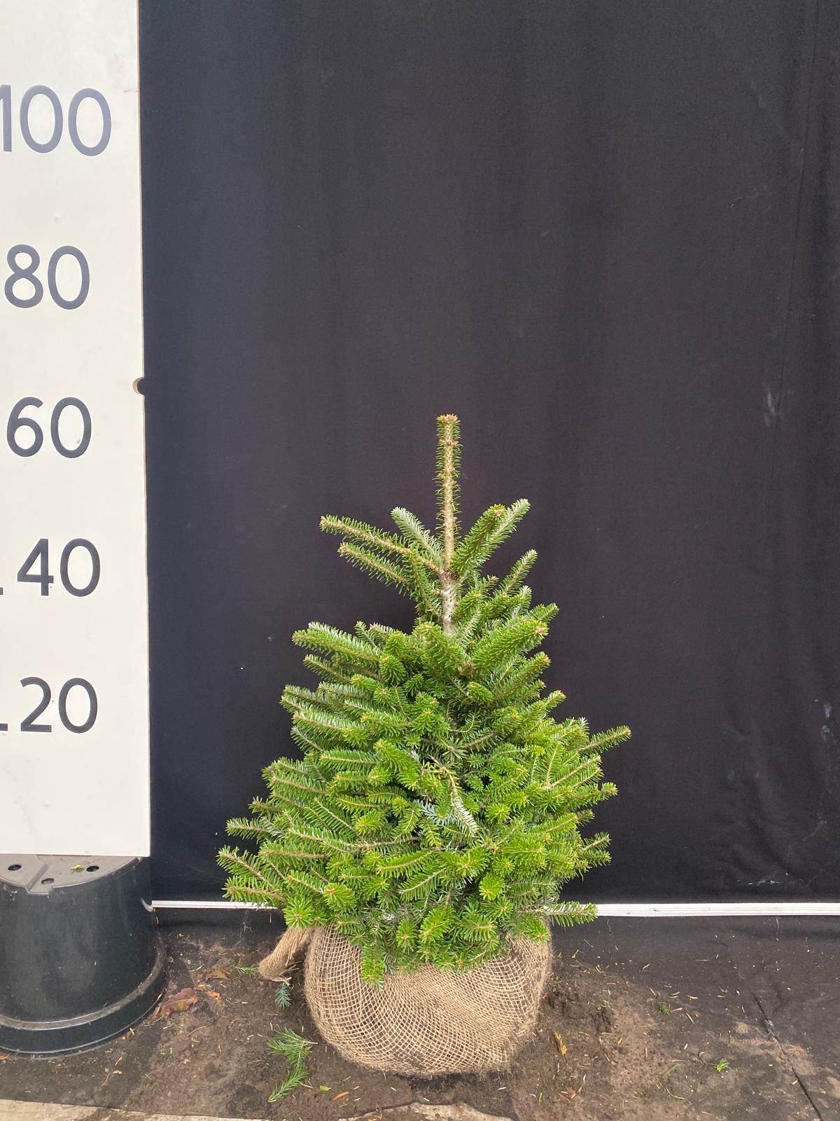 Koreaanse zilverspar met kluit- Abies koreana