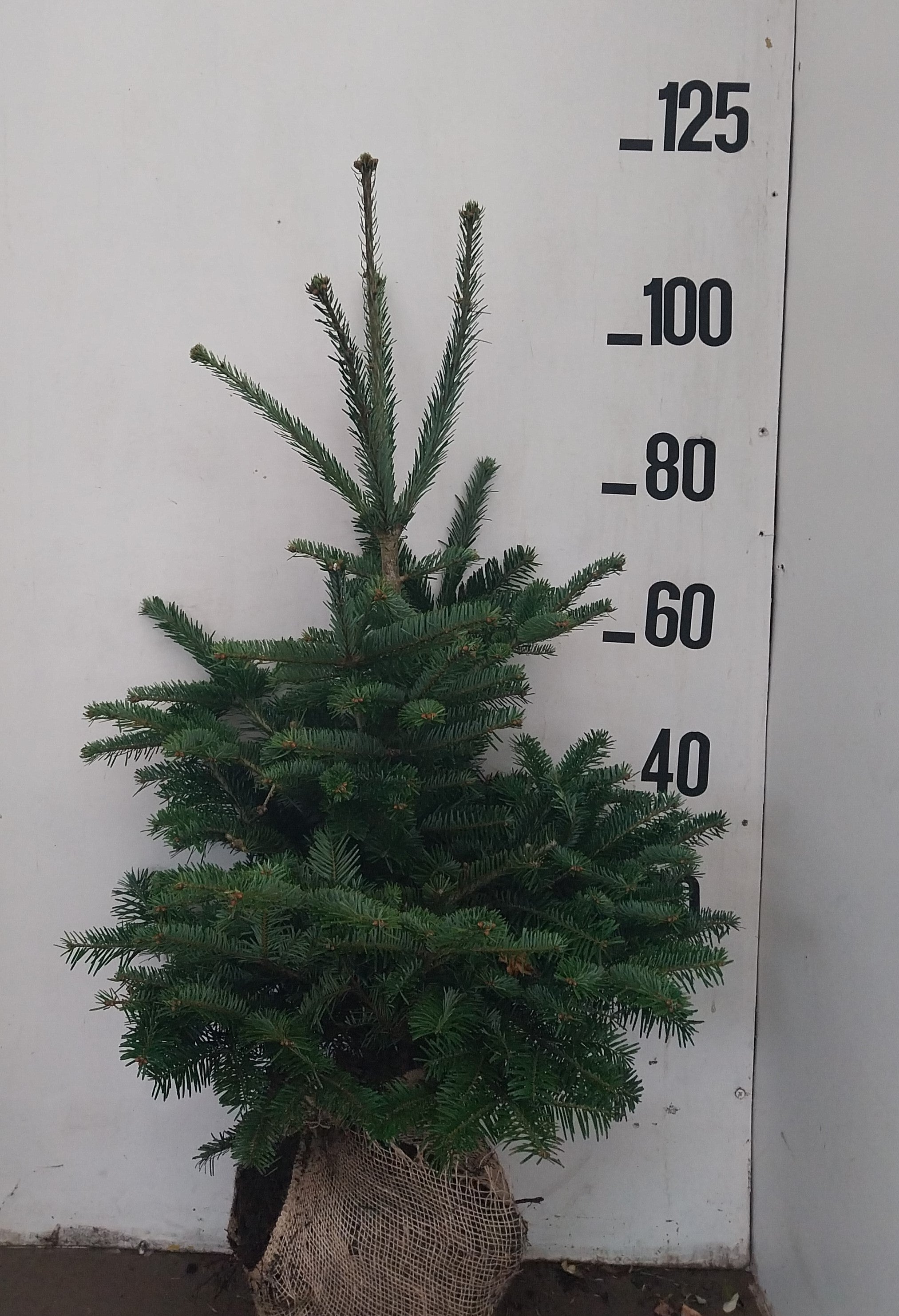 Kaukasische zilverspar met kluit- Abies nordmanniana