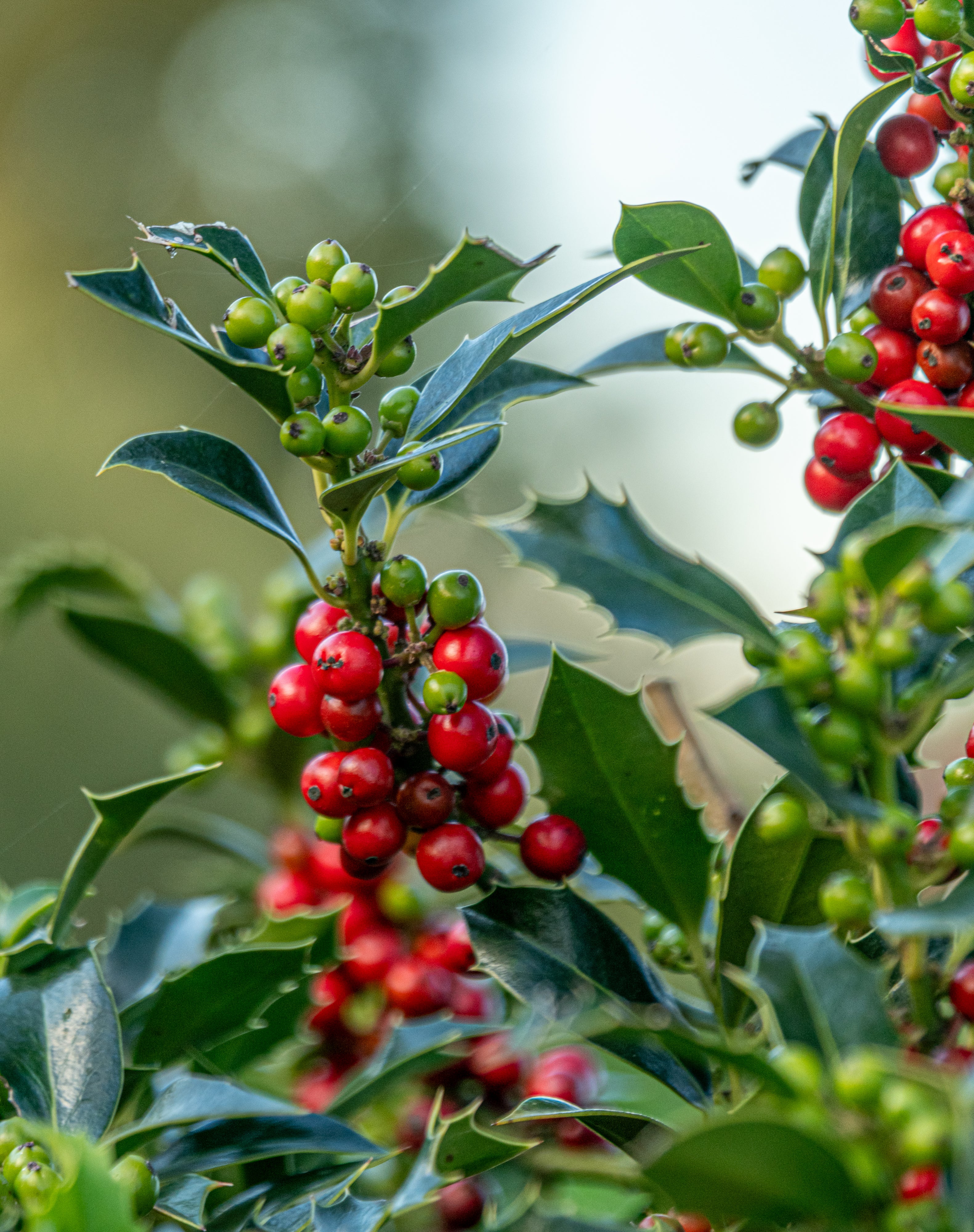 Hulst 'Alaska' met kluit- Ilex aquifolium 'Alaska'