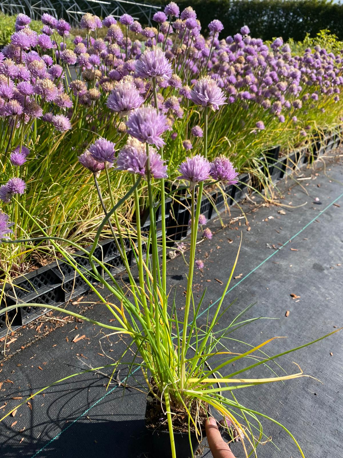 Allium bieslook- Allium schoenoprasum