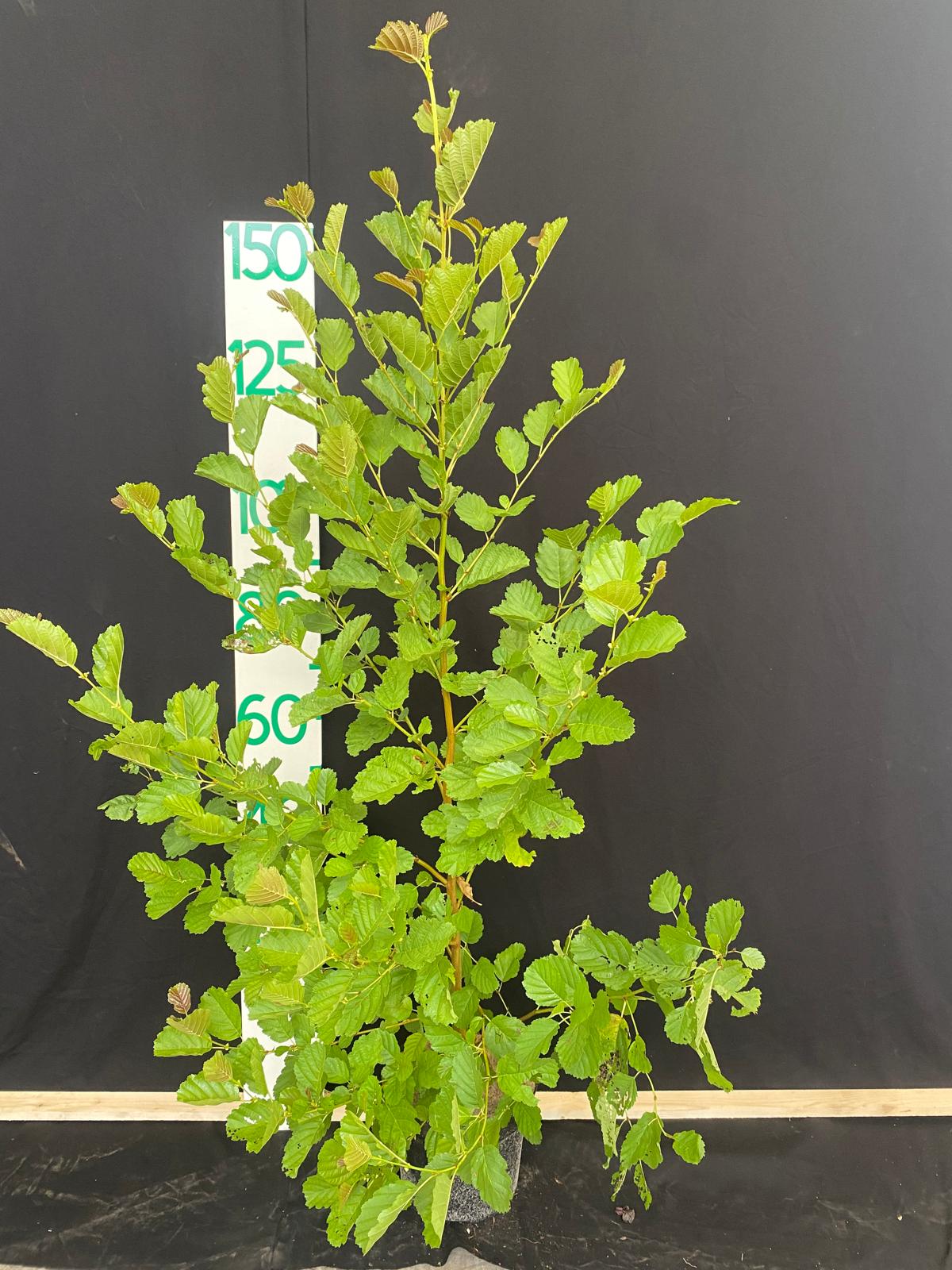 Grijze els in pot - Alnus incana