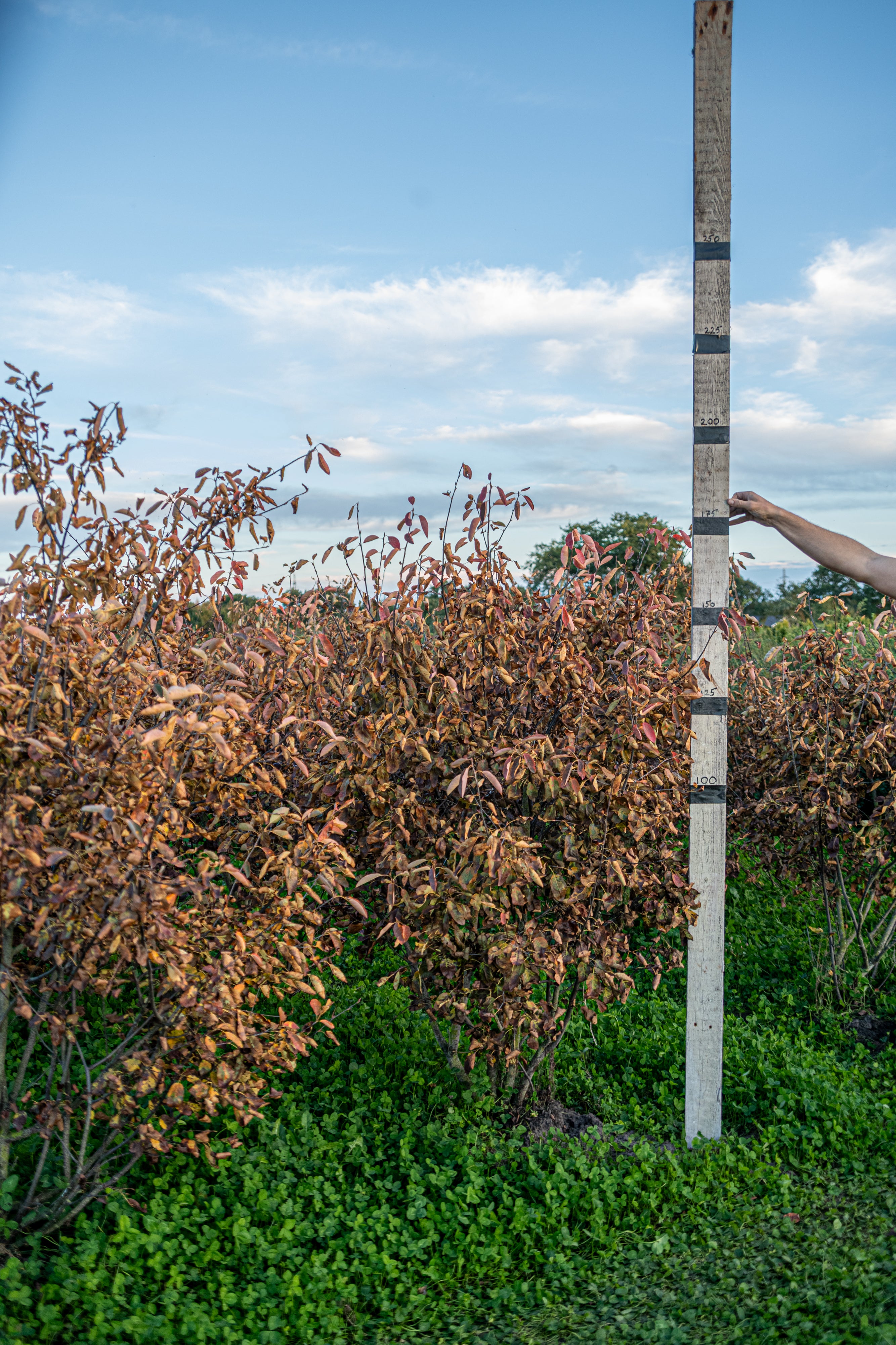 Krentenboom met kluit- Amelanchier lamarckii