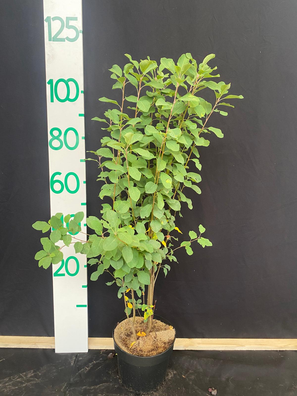 Zuil krentenboom - Amelanchier alnifolia 'Obelisk'