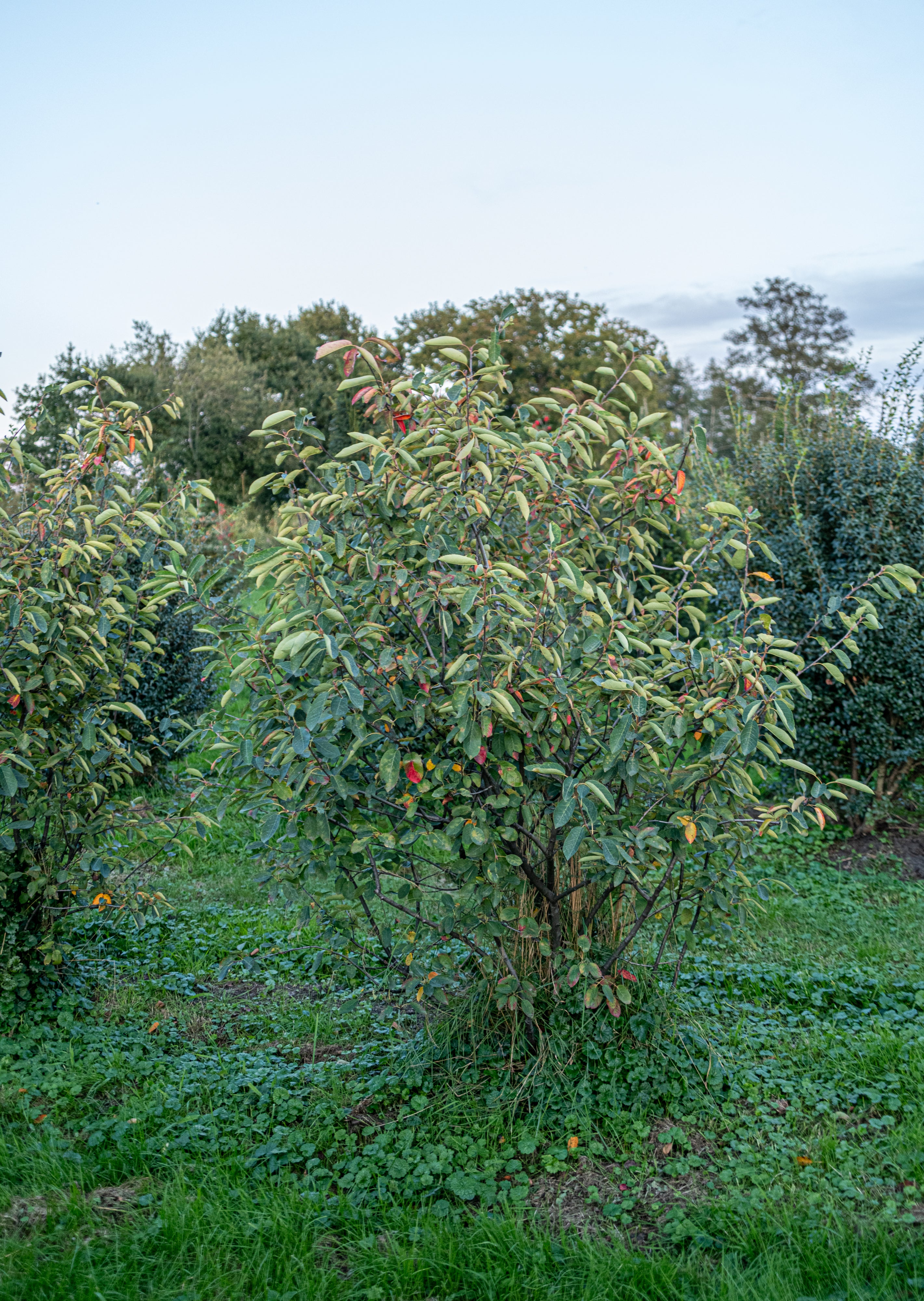 Krentenboom met kluit- Amelanchier lamarckii