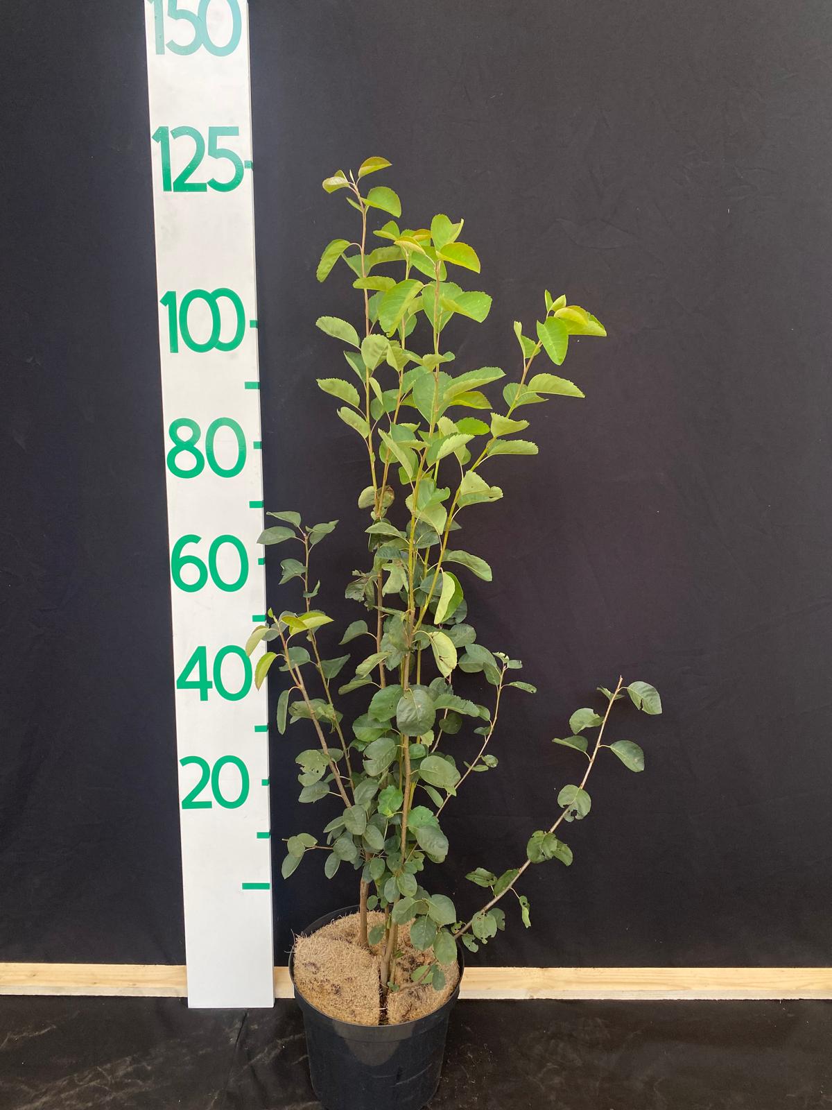 Europees krentenboompje in pot- Amelanchier ovalis