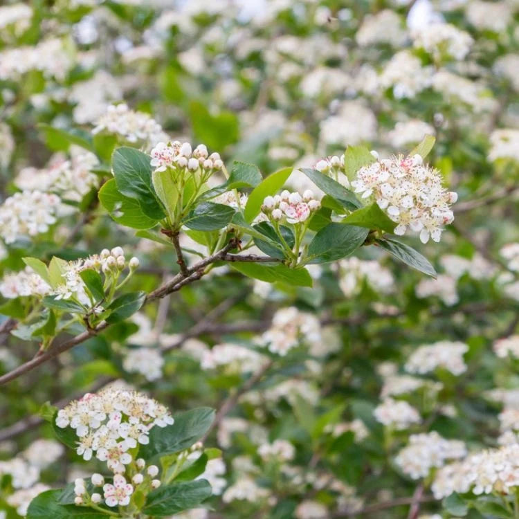 Zwarte appelbes in pot- Ariona melanocarpa