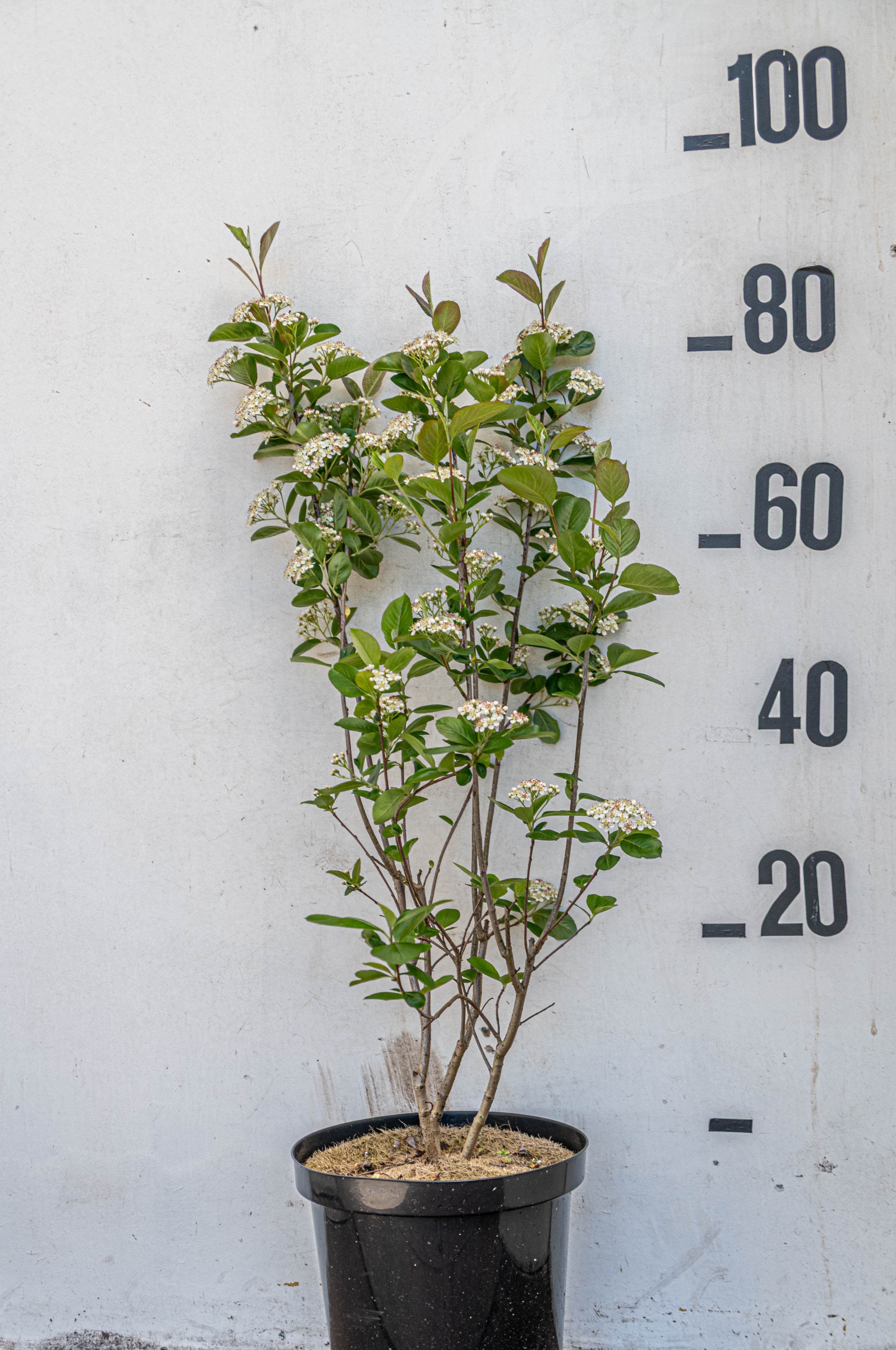 Pruimbladige appelbes in pot- Ariona prunifolia 'Viking'