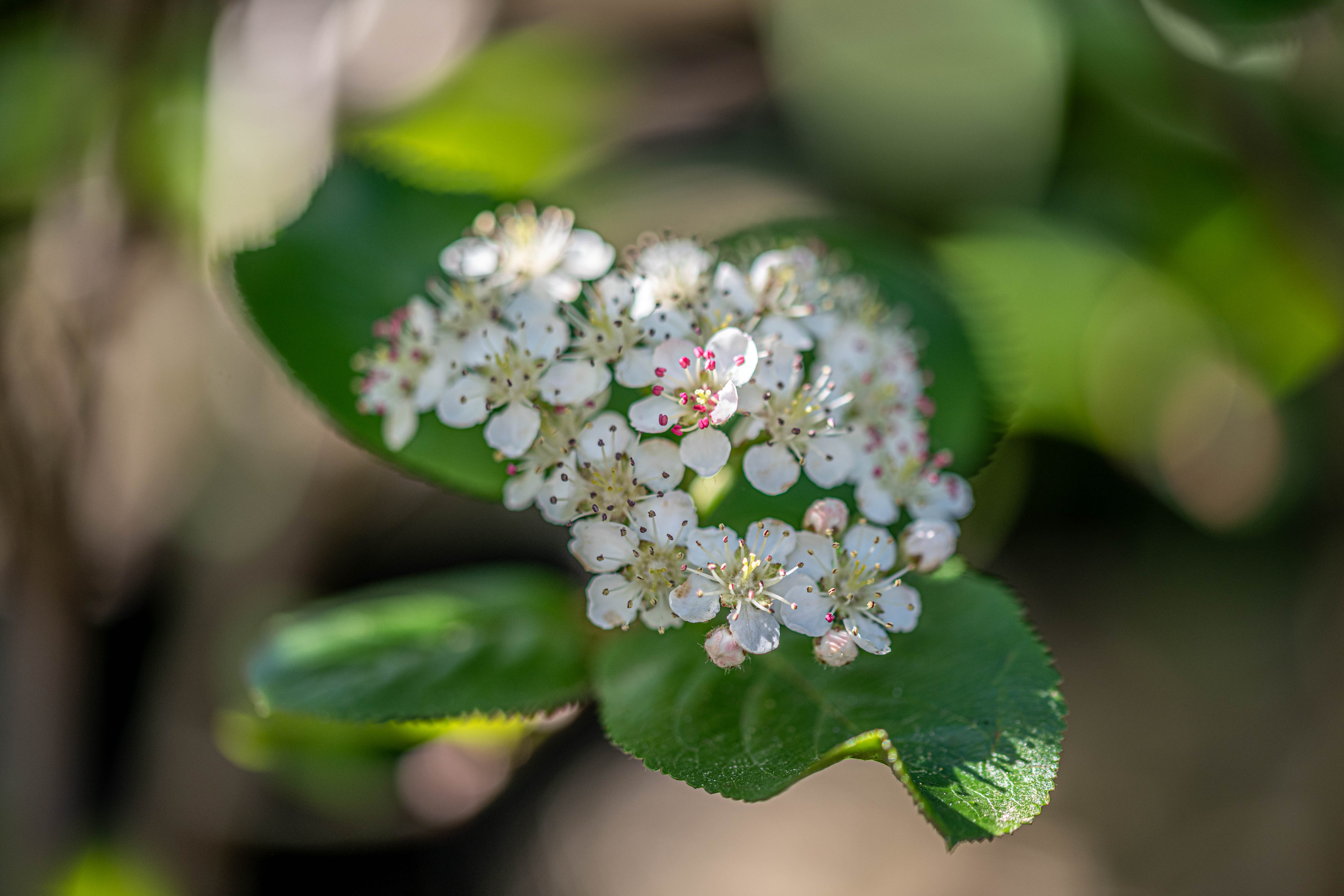 Pruimbladige appelbes in pot- Ariona prunifolia 'Viking'